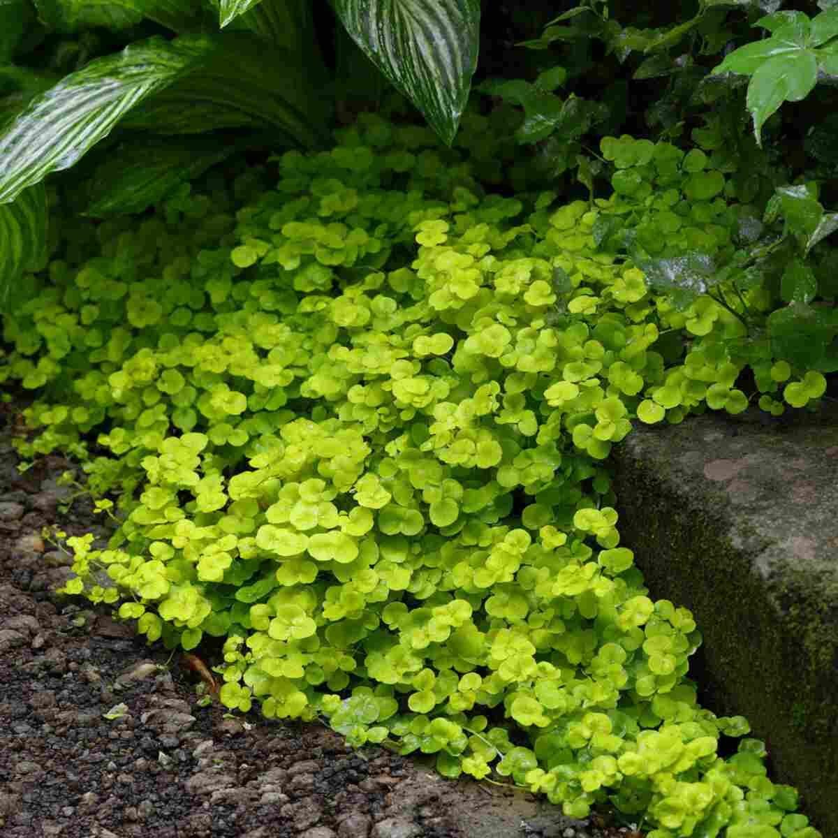 Creeping Jenny (Edible Variety)