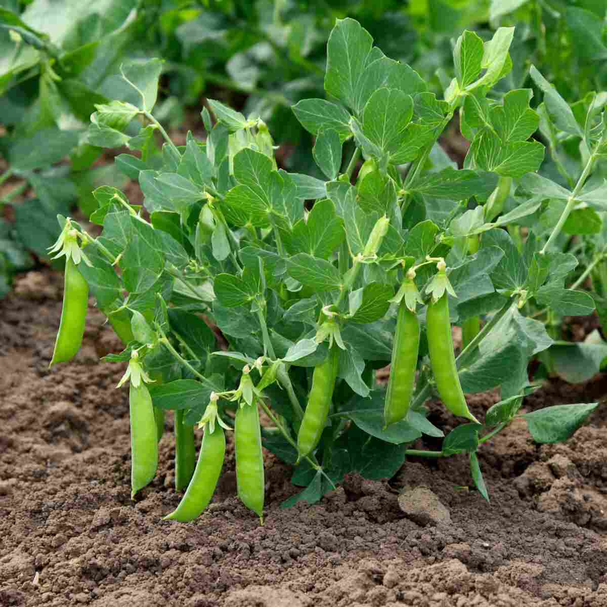 Legume (Peas & Beans) Fertilizer Enhancer
