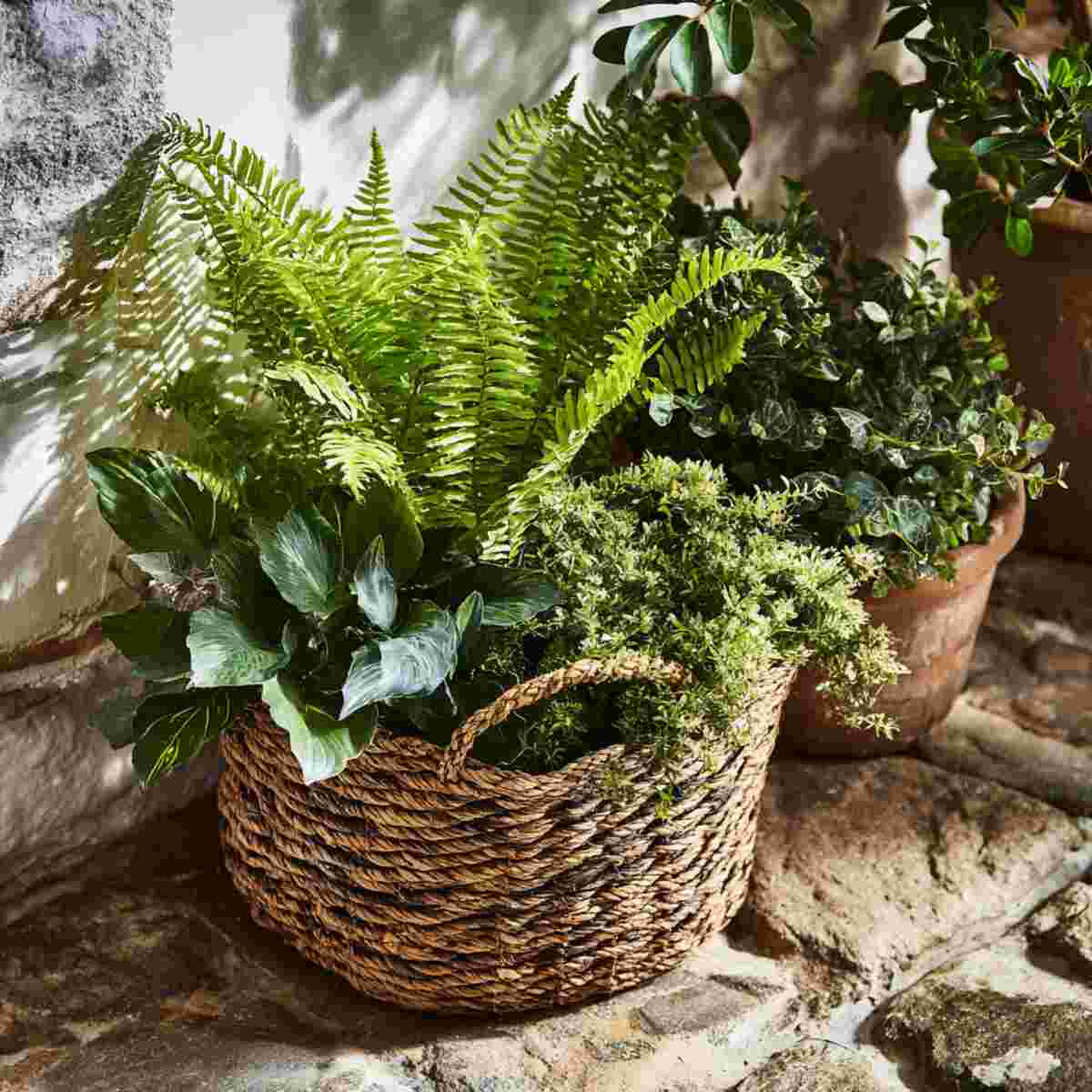 Fern and Shade Plant Basket