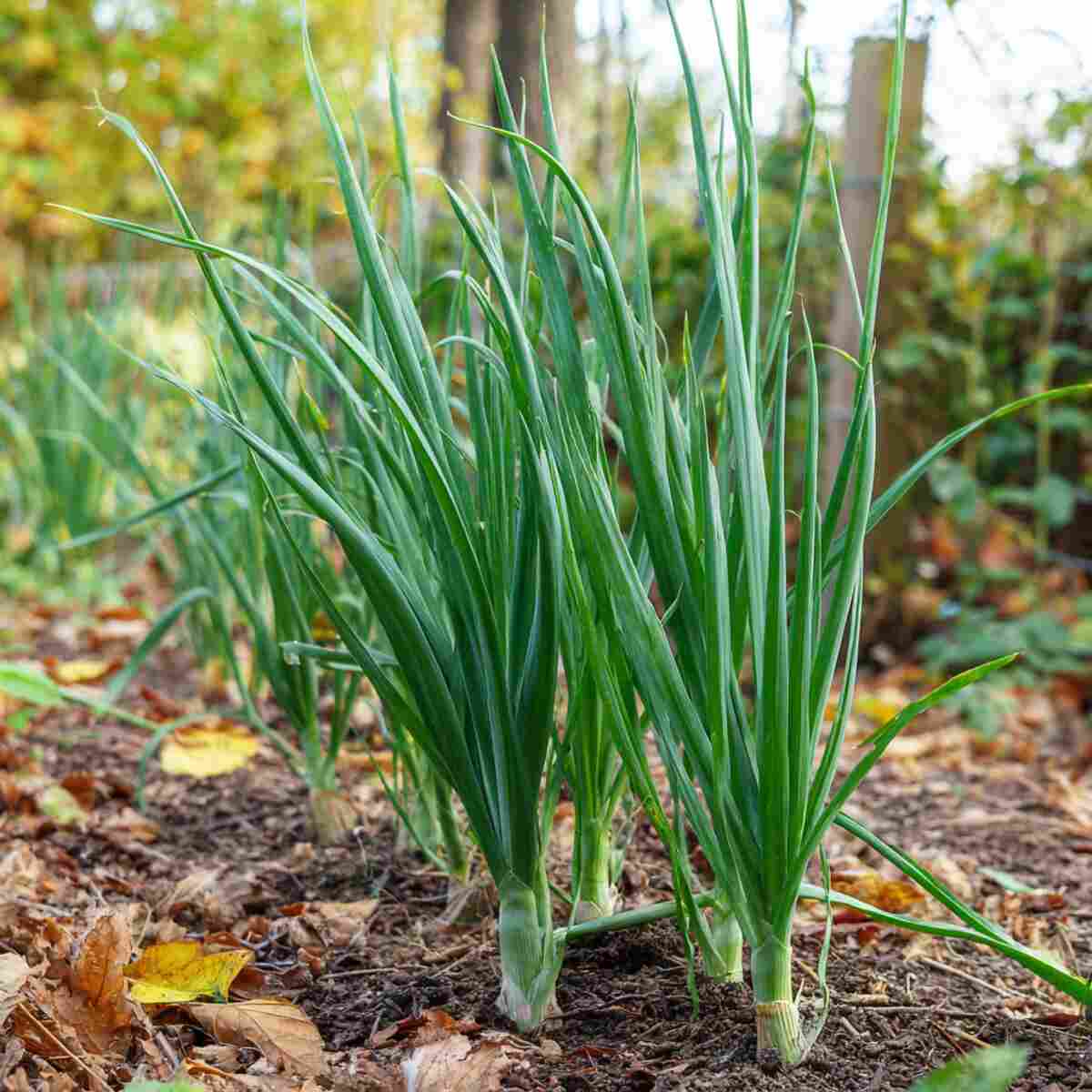 Garlic