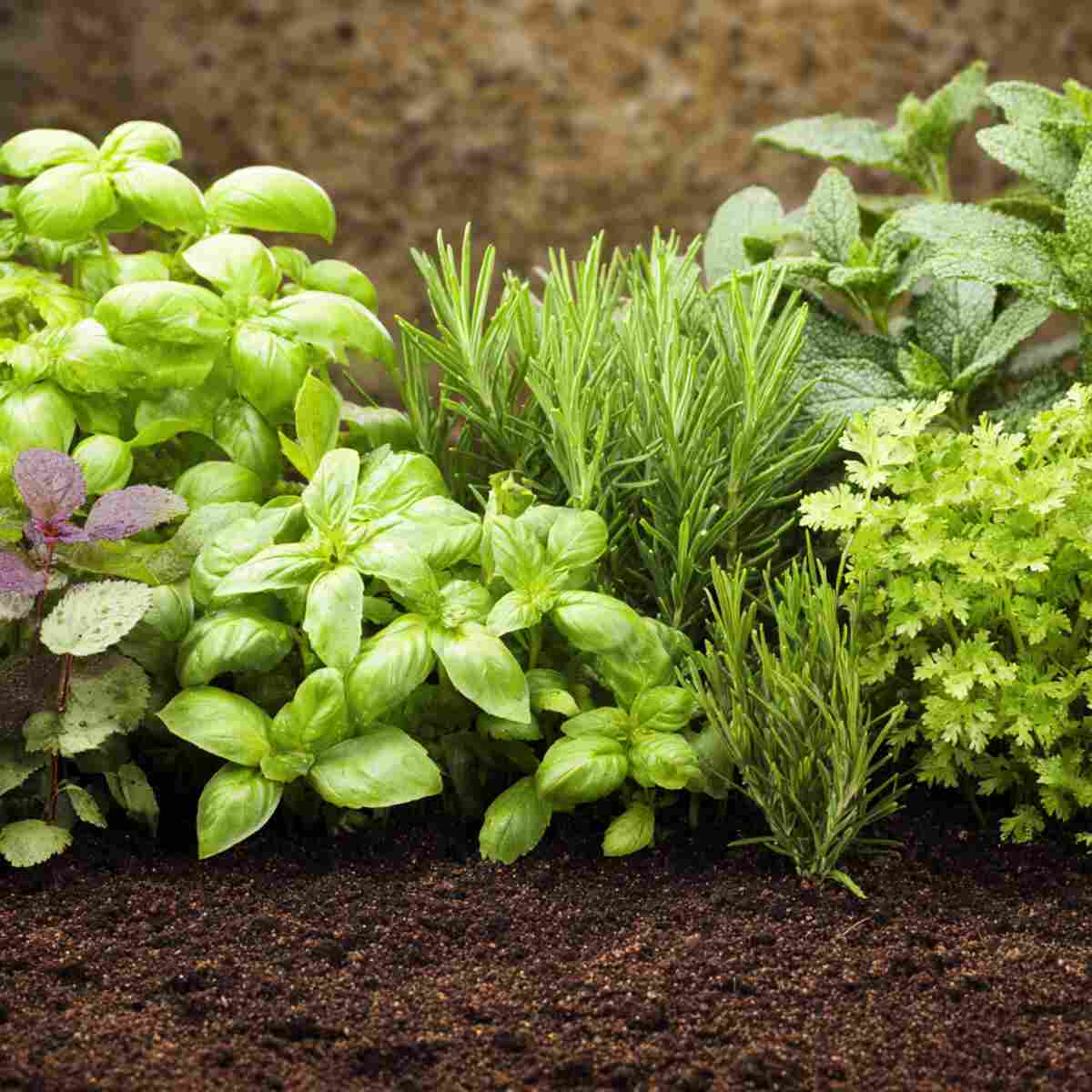 Herb Garden Balanced Nutrient Mix