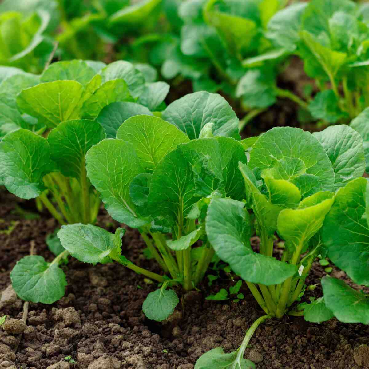 Mustard Greens