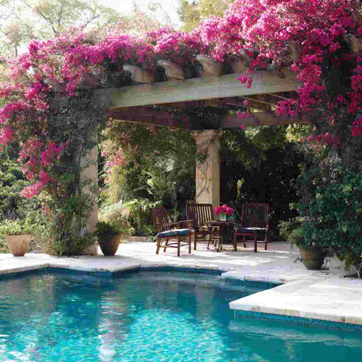 Poolside Pergola with Bougainvillea Vines