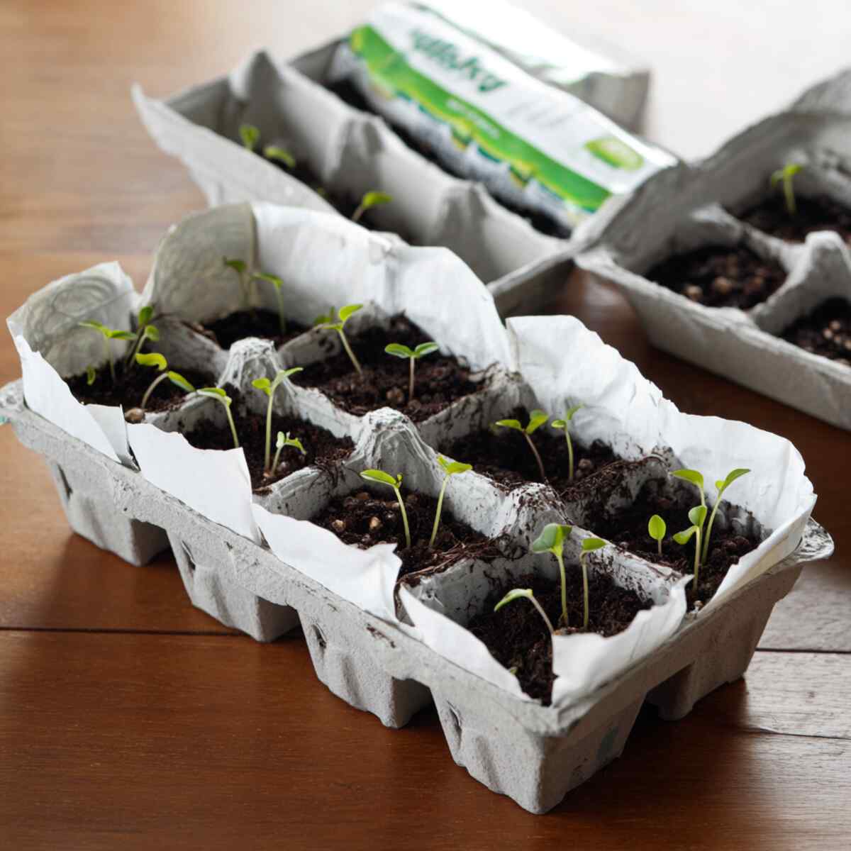 Start Seeds in Milk Cartons
