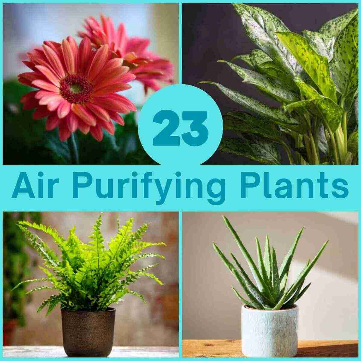 Air Purifying Plants Ideas