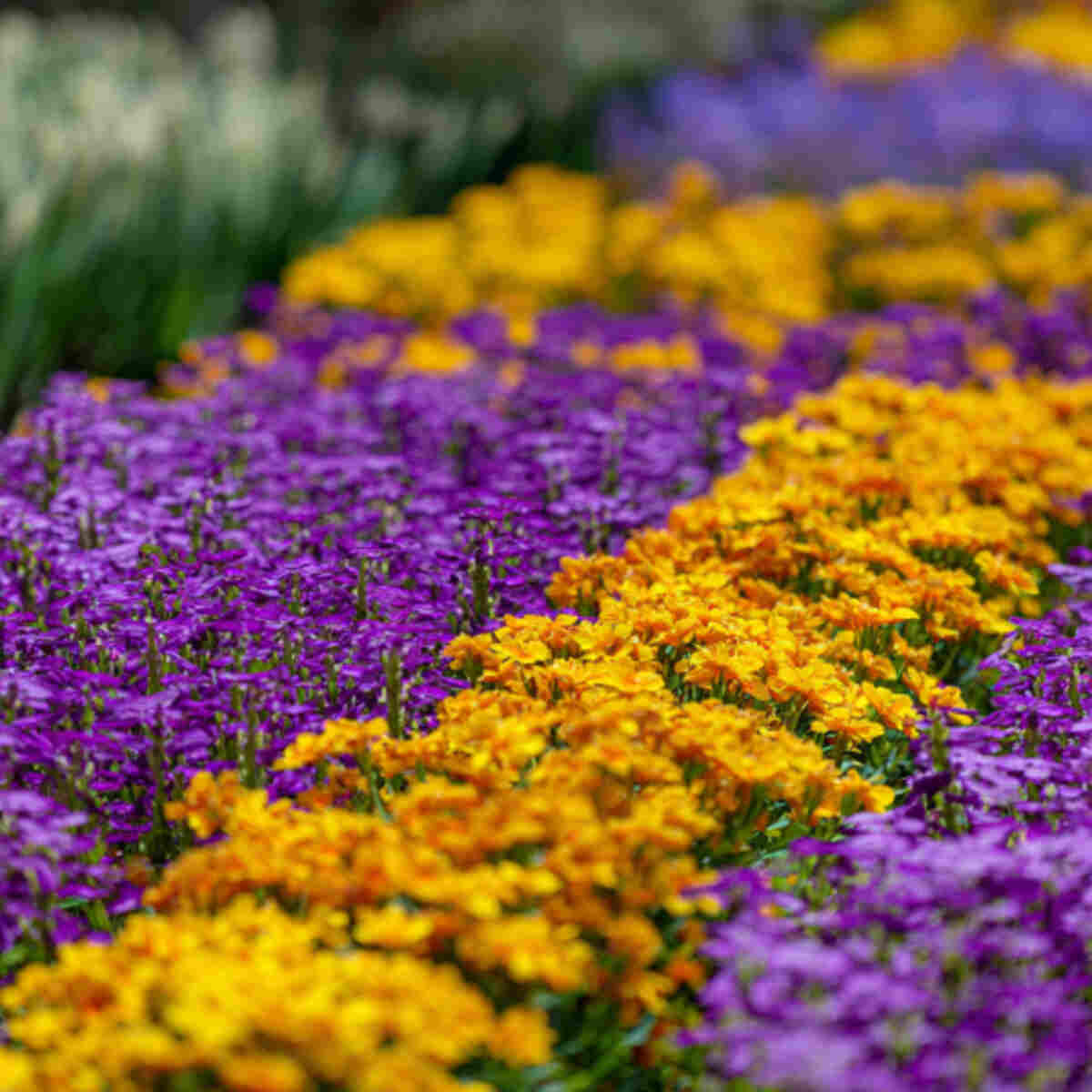 Alternating Yellow and Purple Flower Rows
