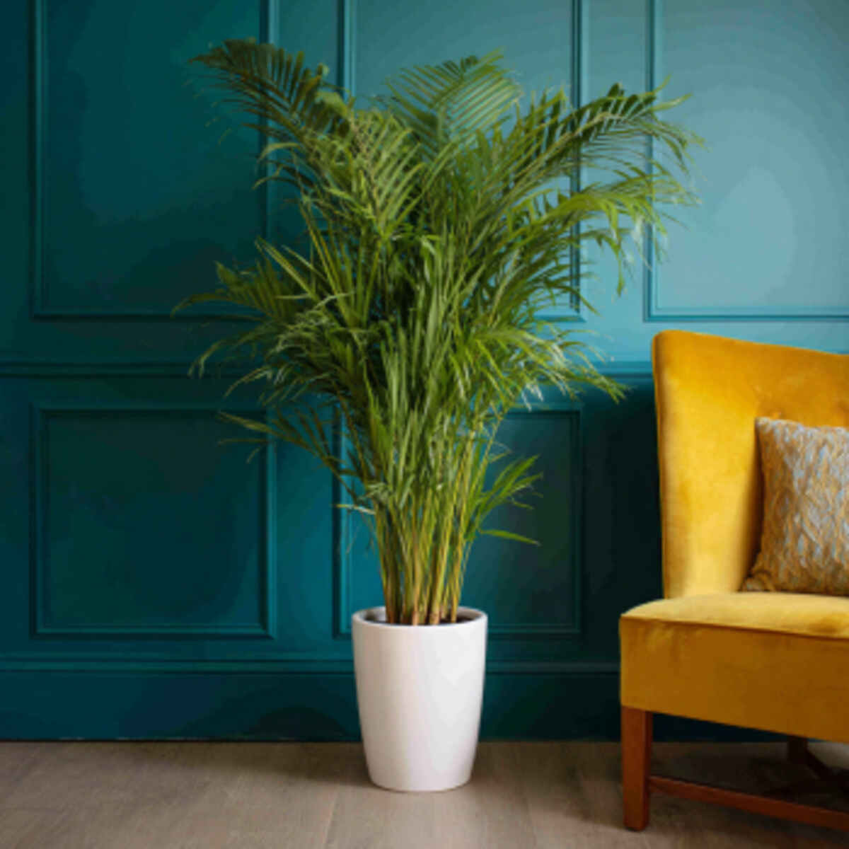 Areca Palm