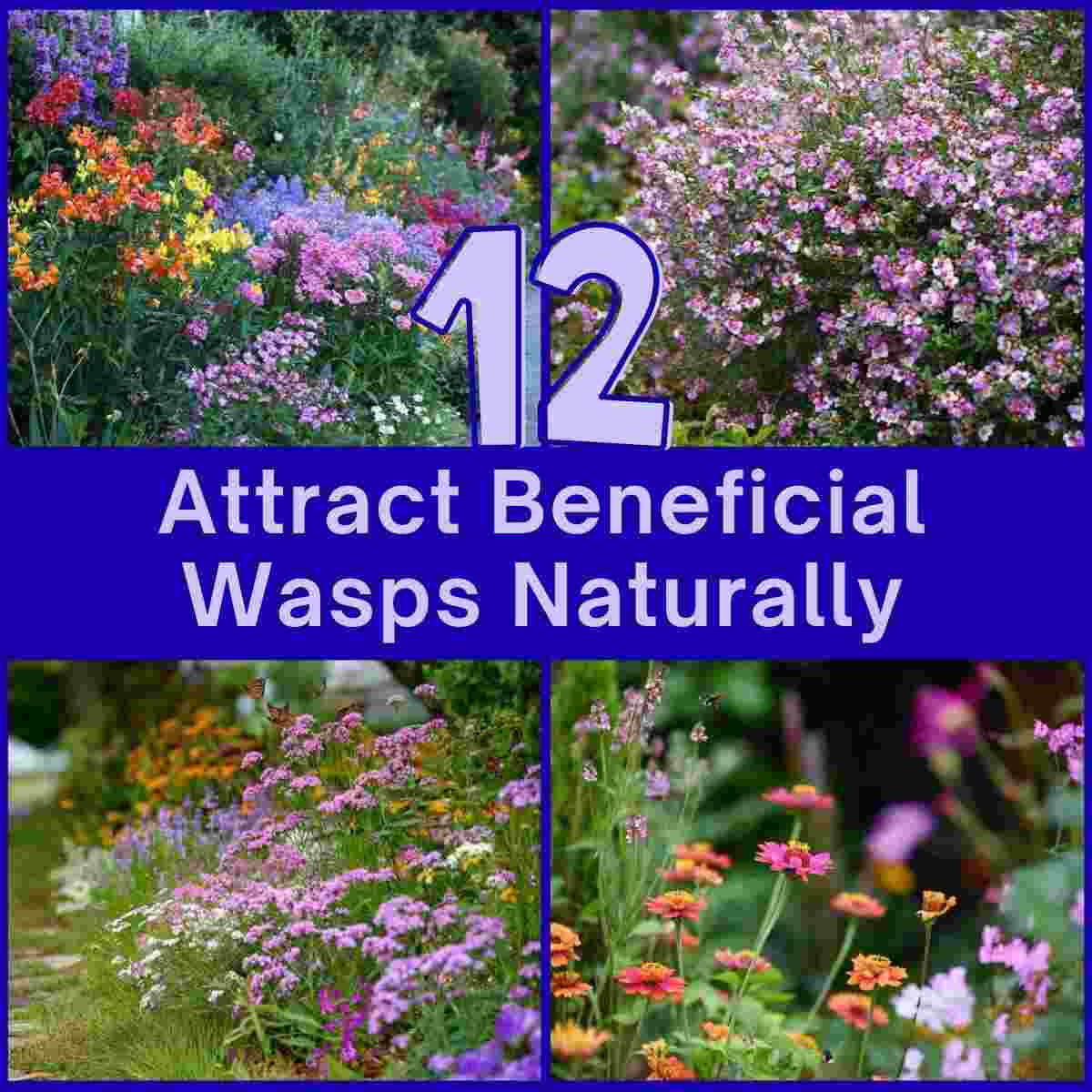 Attracting Beneficial Wasps Garden Ideas