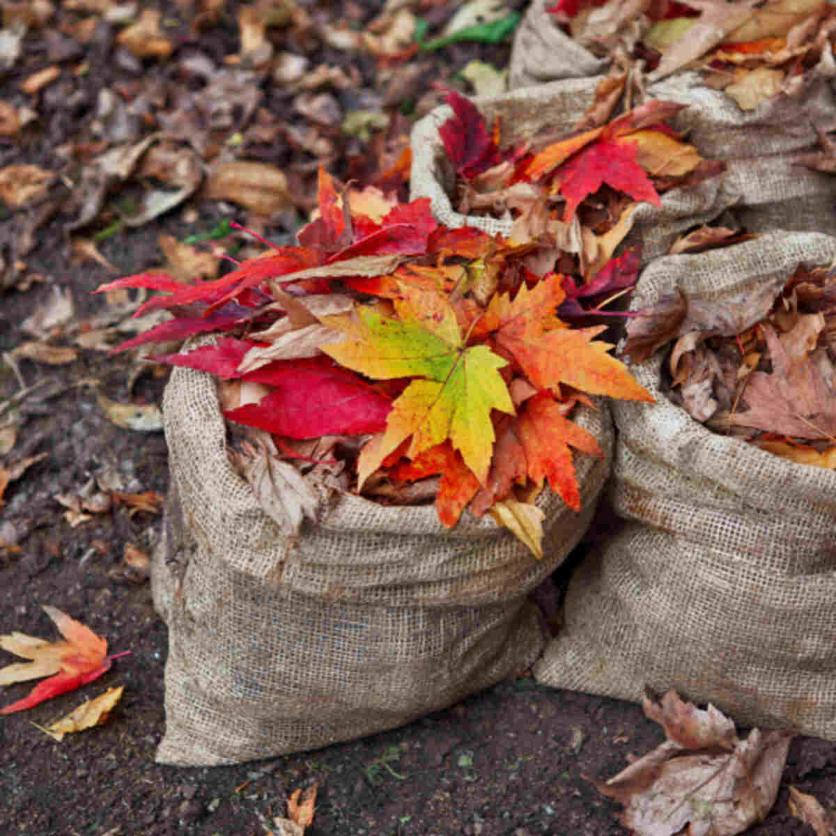 Autumn leaves bagged and left ov