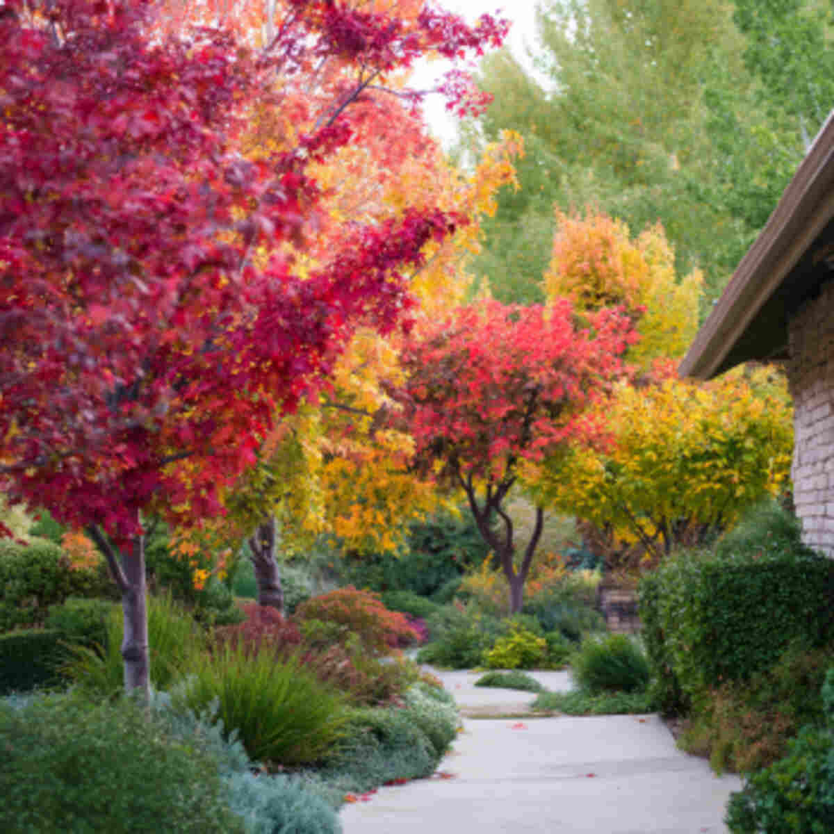 Backyard Seasonal Color Zones
