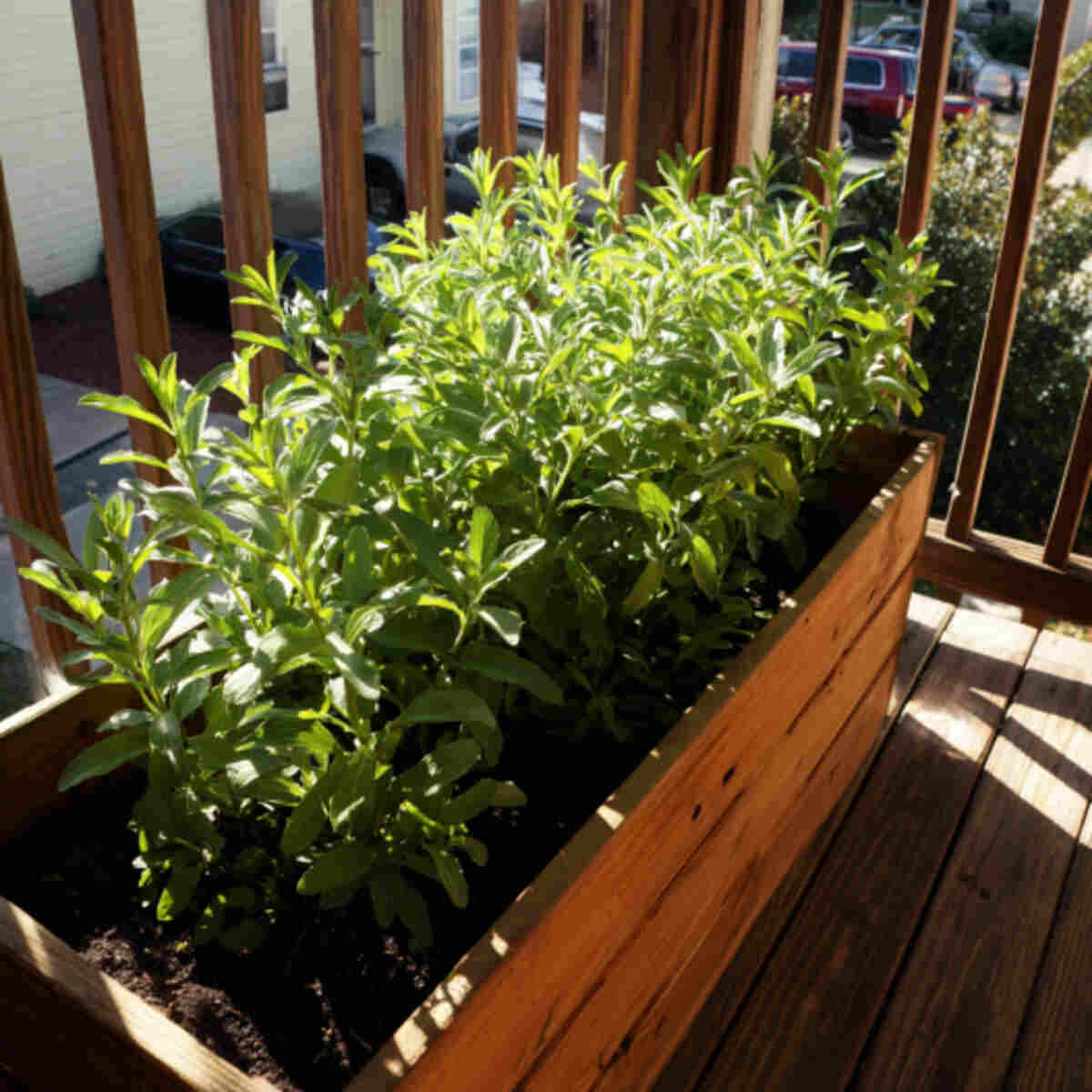 Balcony Stevia Planter Box