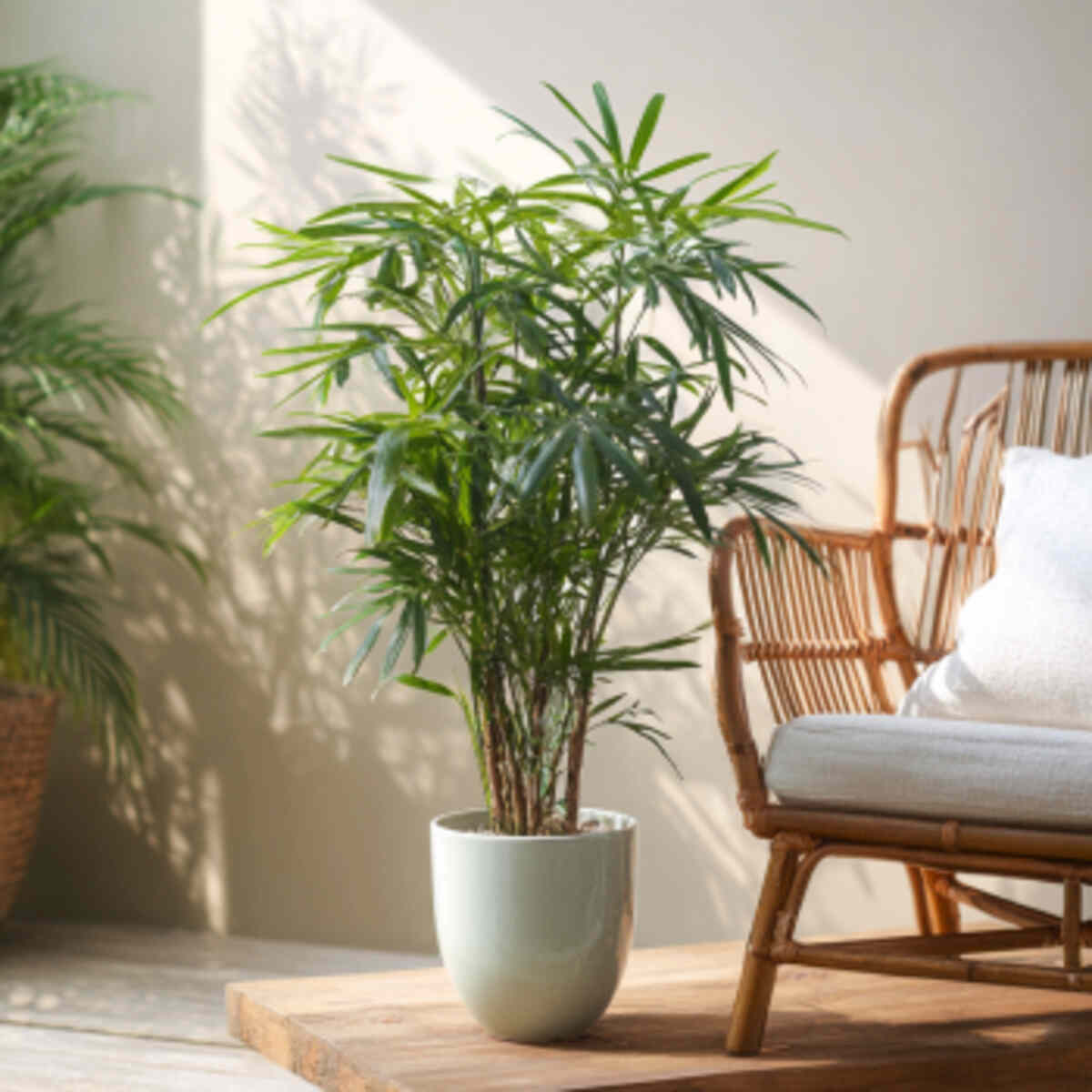 Bamboo Palm