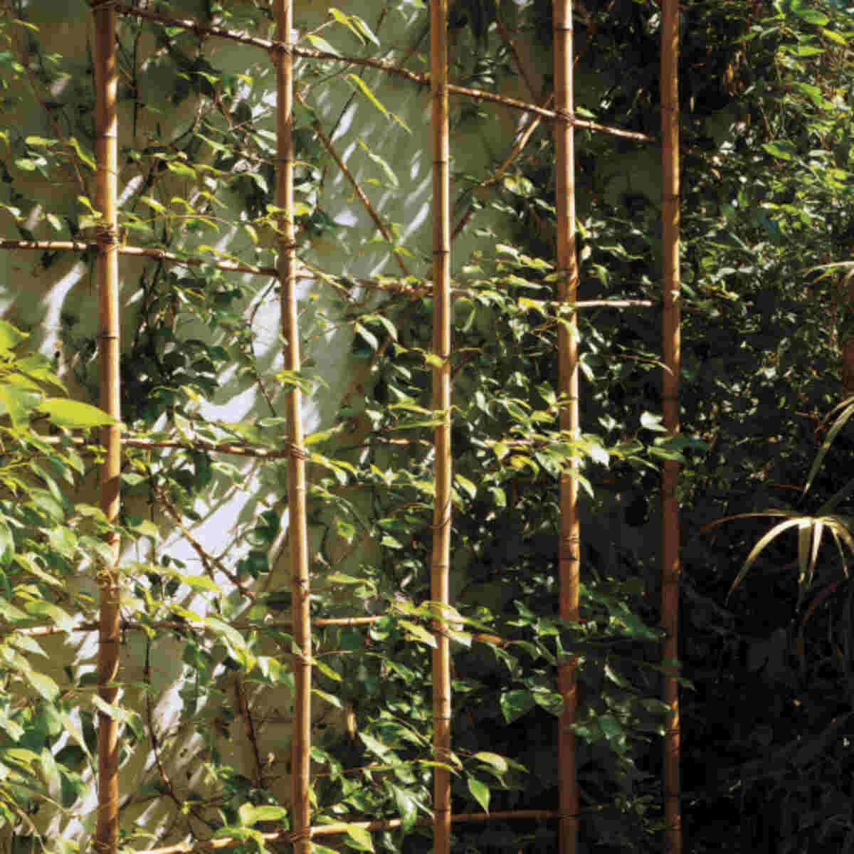 Bamboo poles