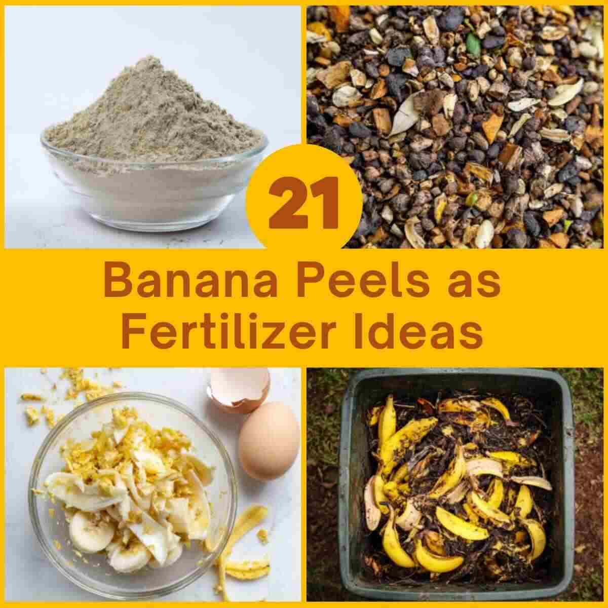 Banana Peels as Fertilizer Ideas