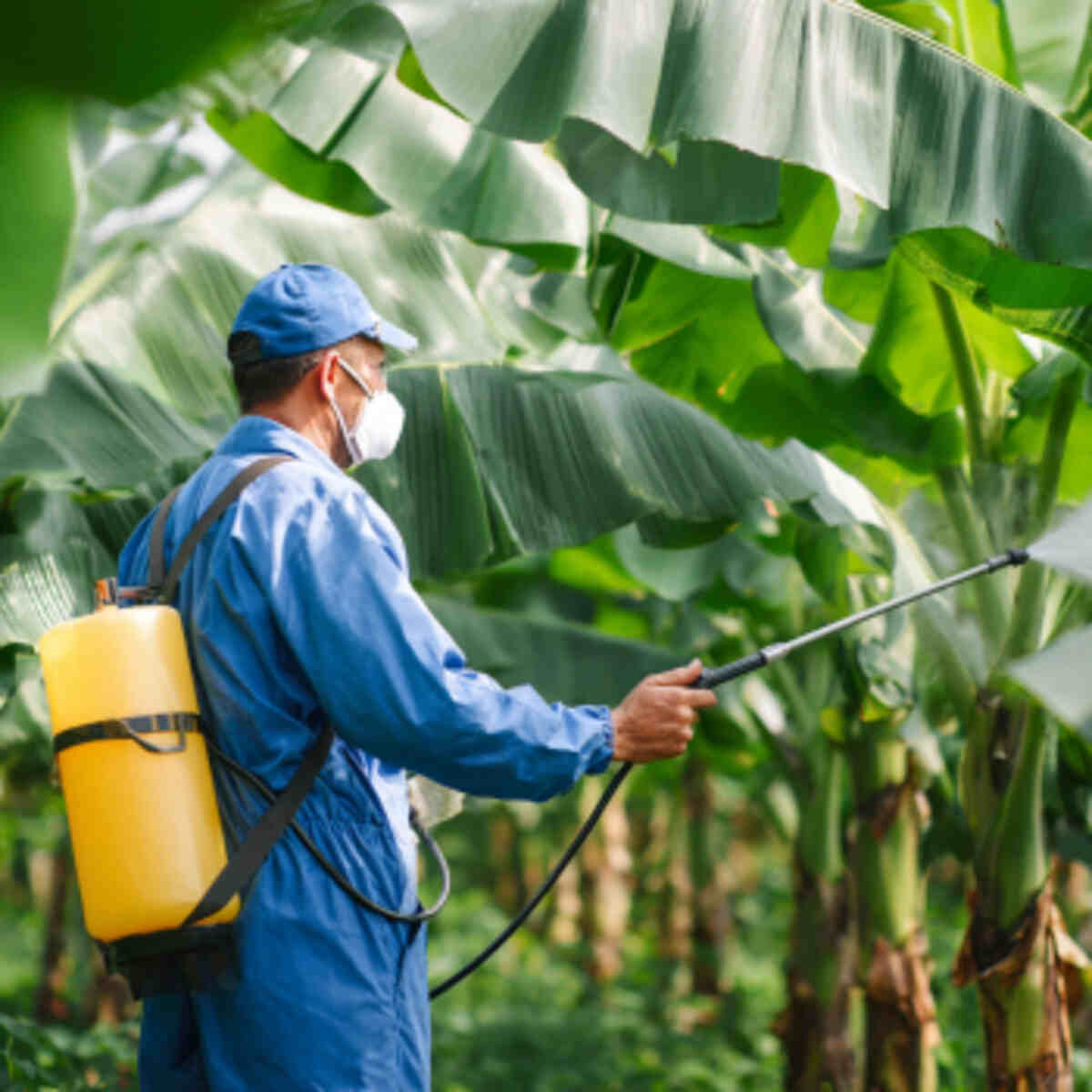 Banana peel foliar spray