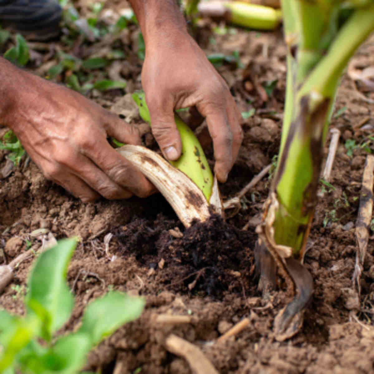 Banana peel garden burying method