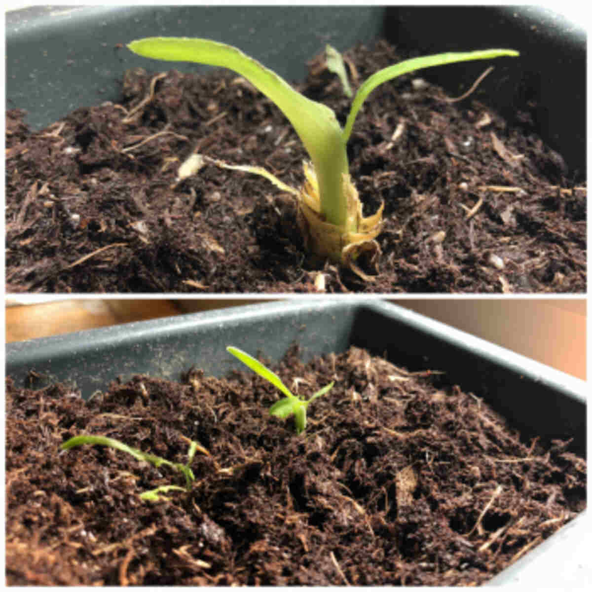 Banana peel in seedling starter 