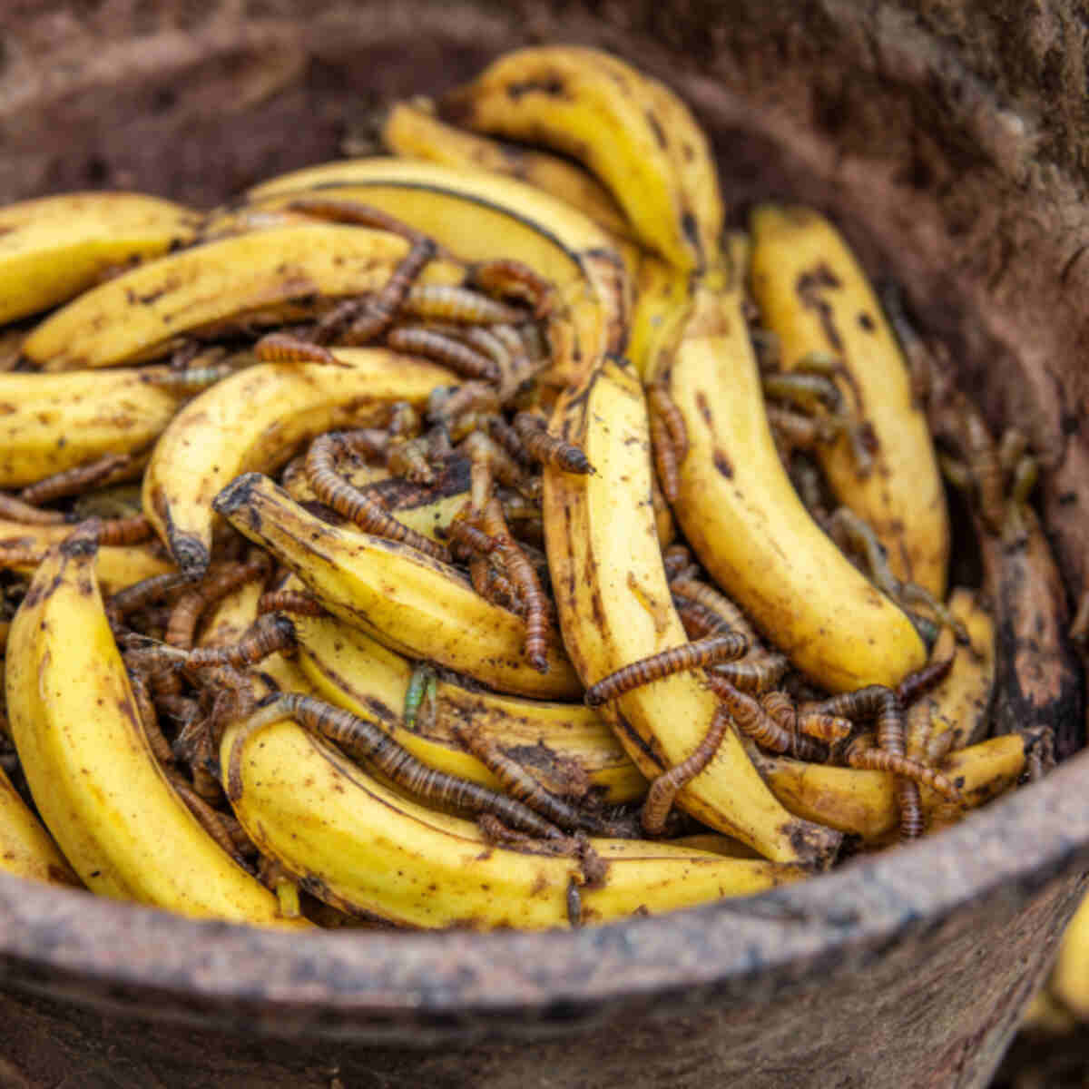 Banana peel worm bin feed