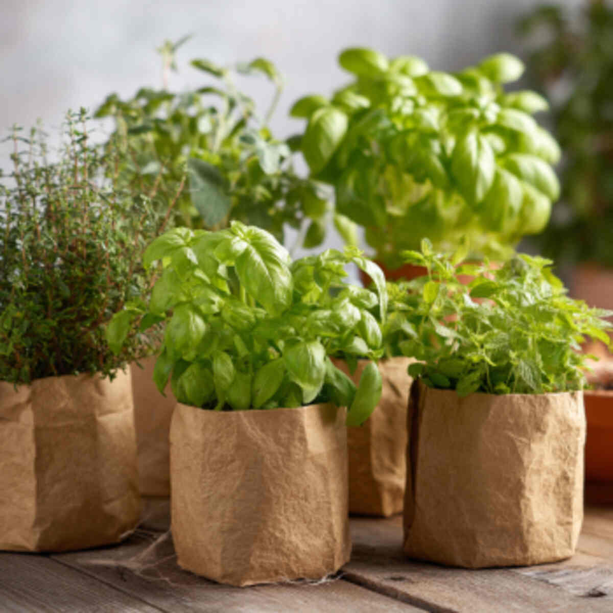 Basil and Oregano Mix
