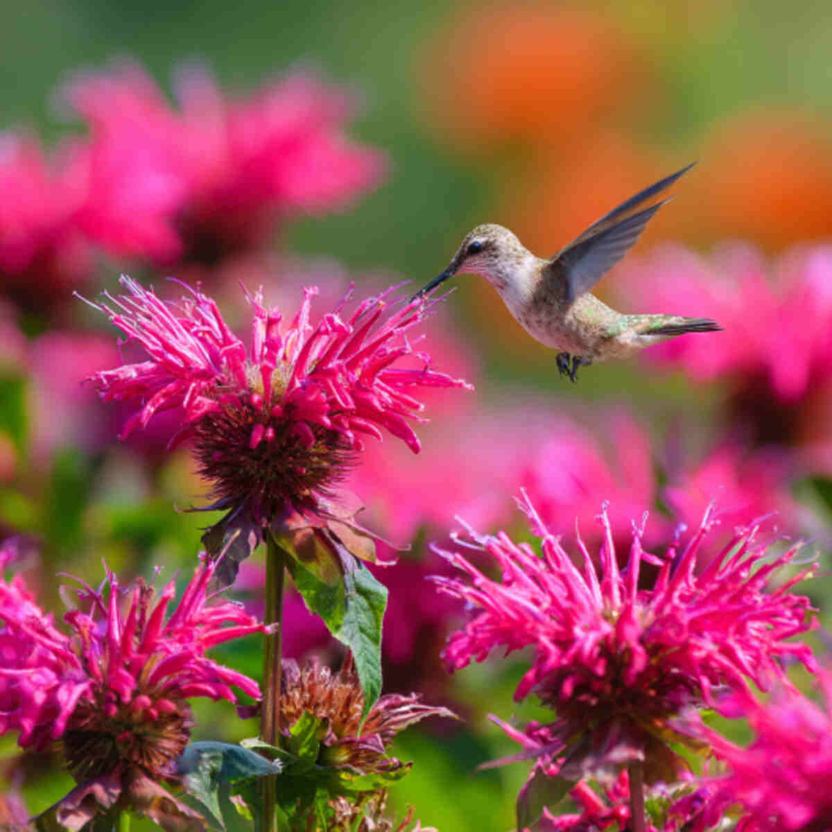 Bee Balm