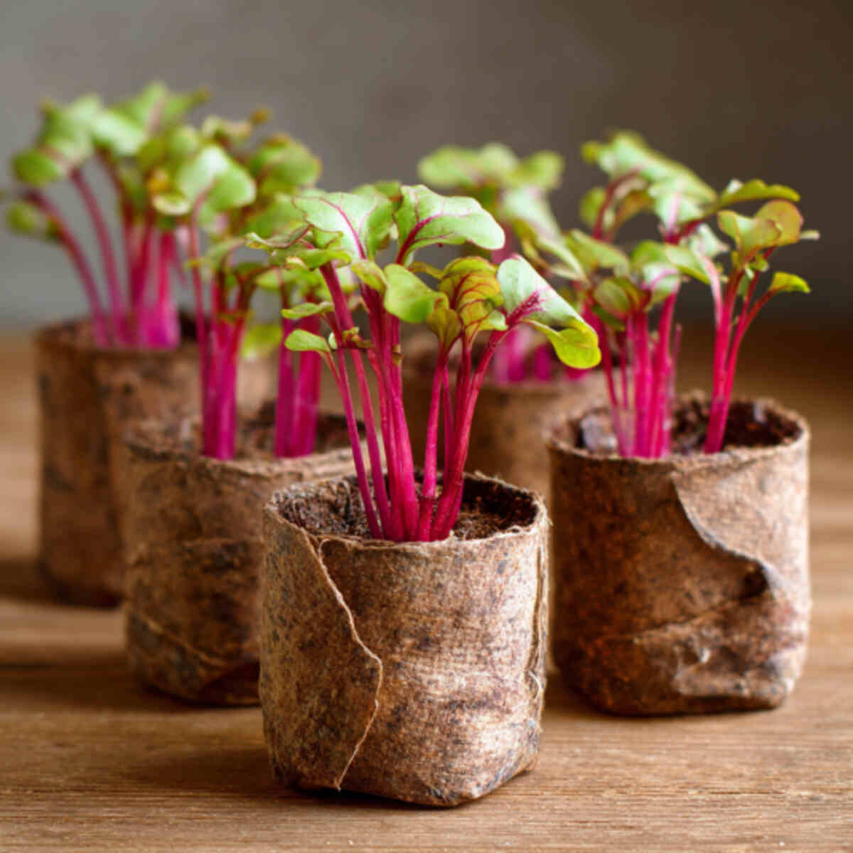 Beetroot Sprouts
