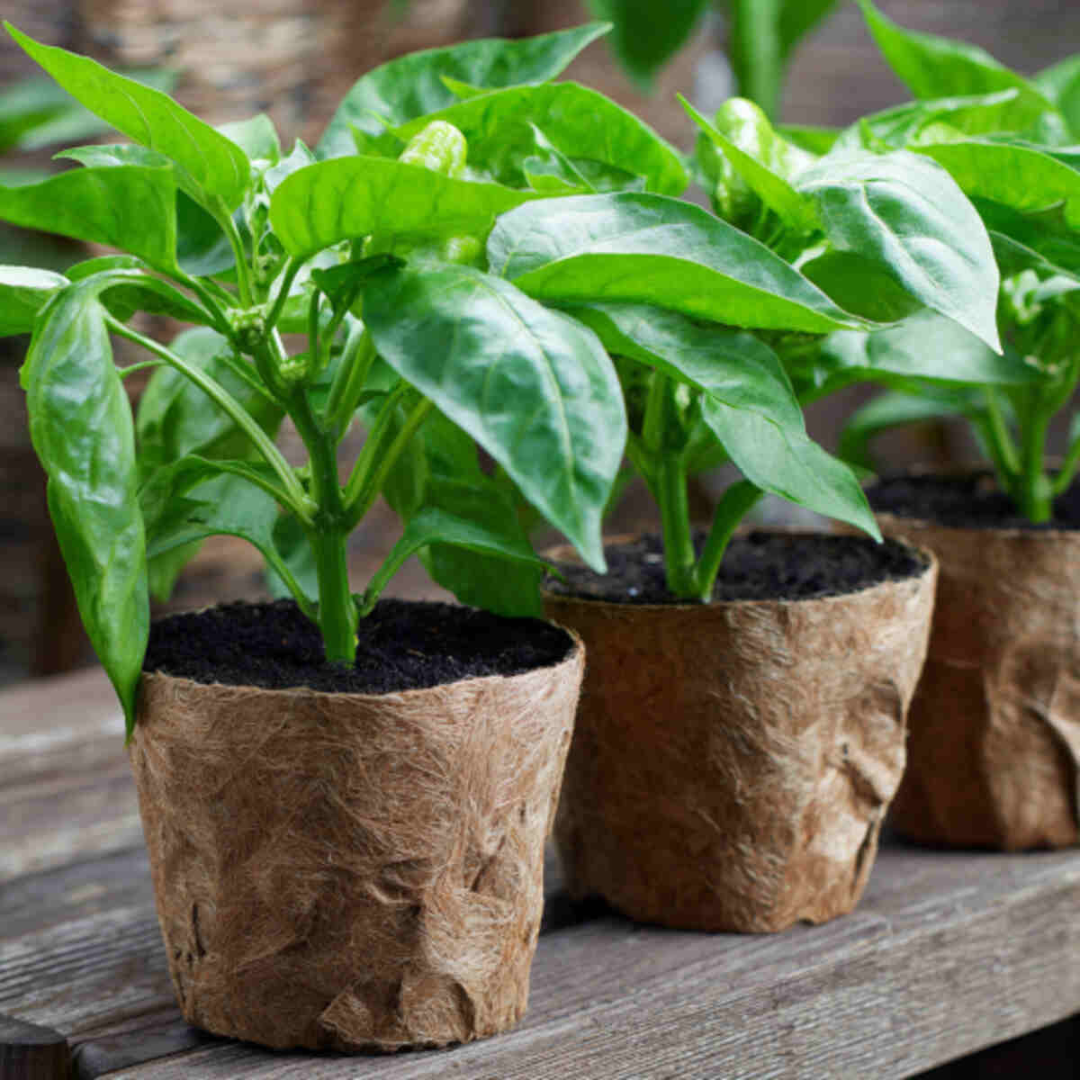 Bell Peppers