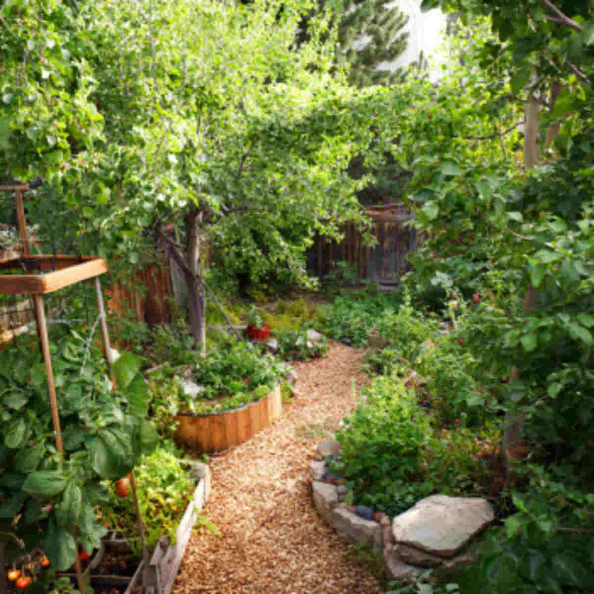 Berry Patch Forest
