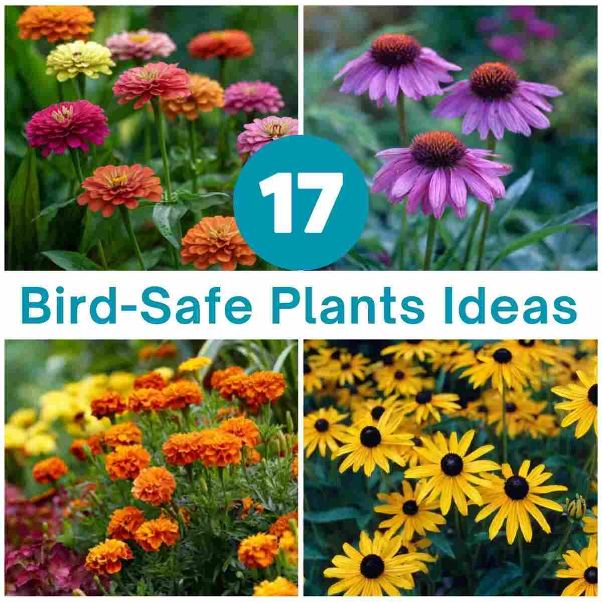 Bird-Safe Plants Garden Ideas