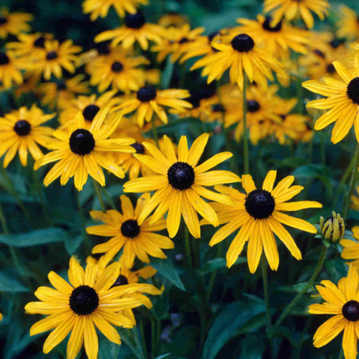 Black-eyed Susans