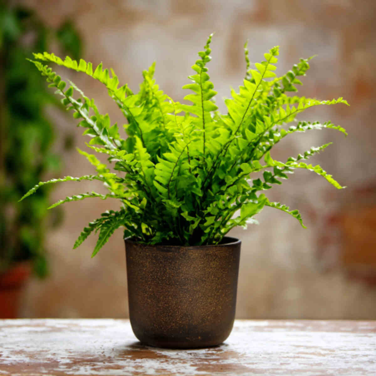 Boston Fern
