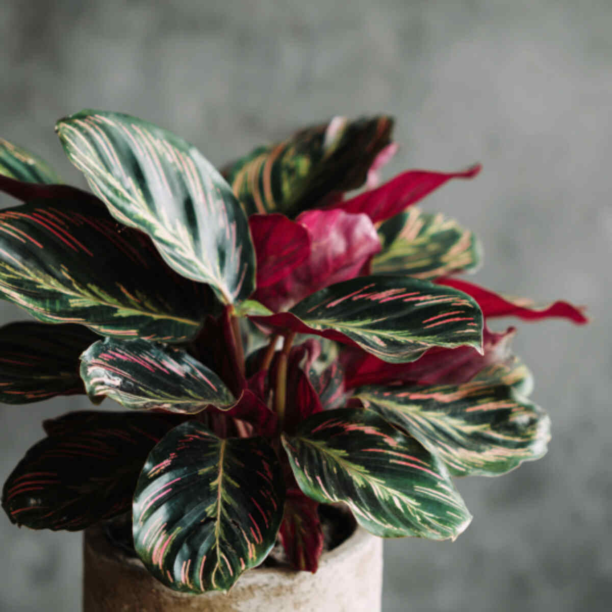 Calathea