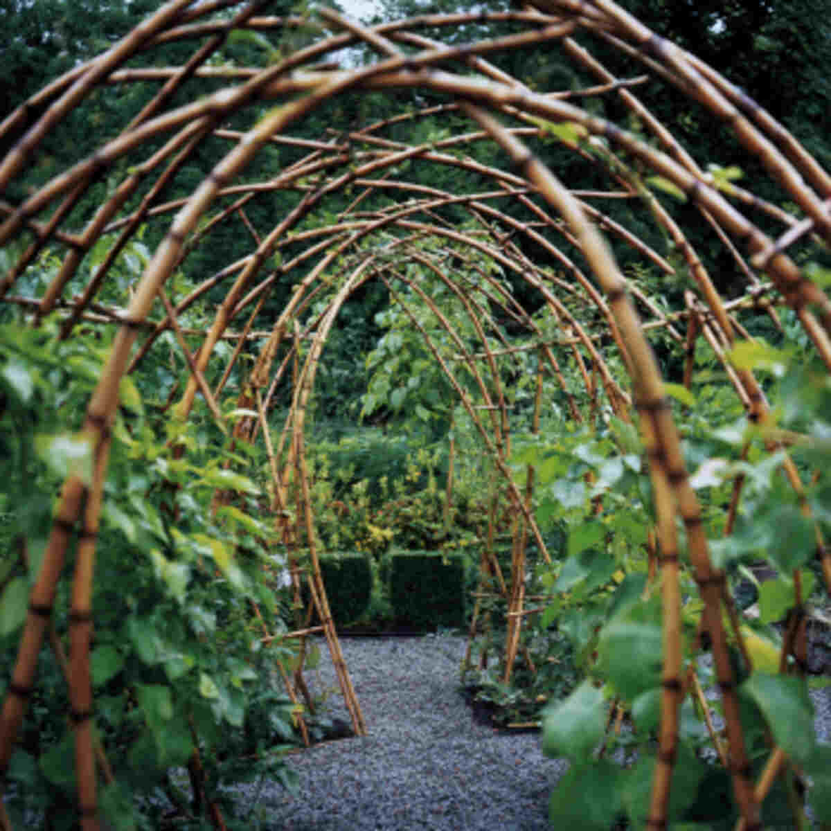 Cane hoops