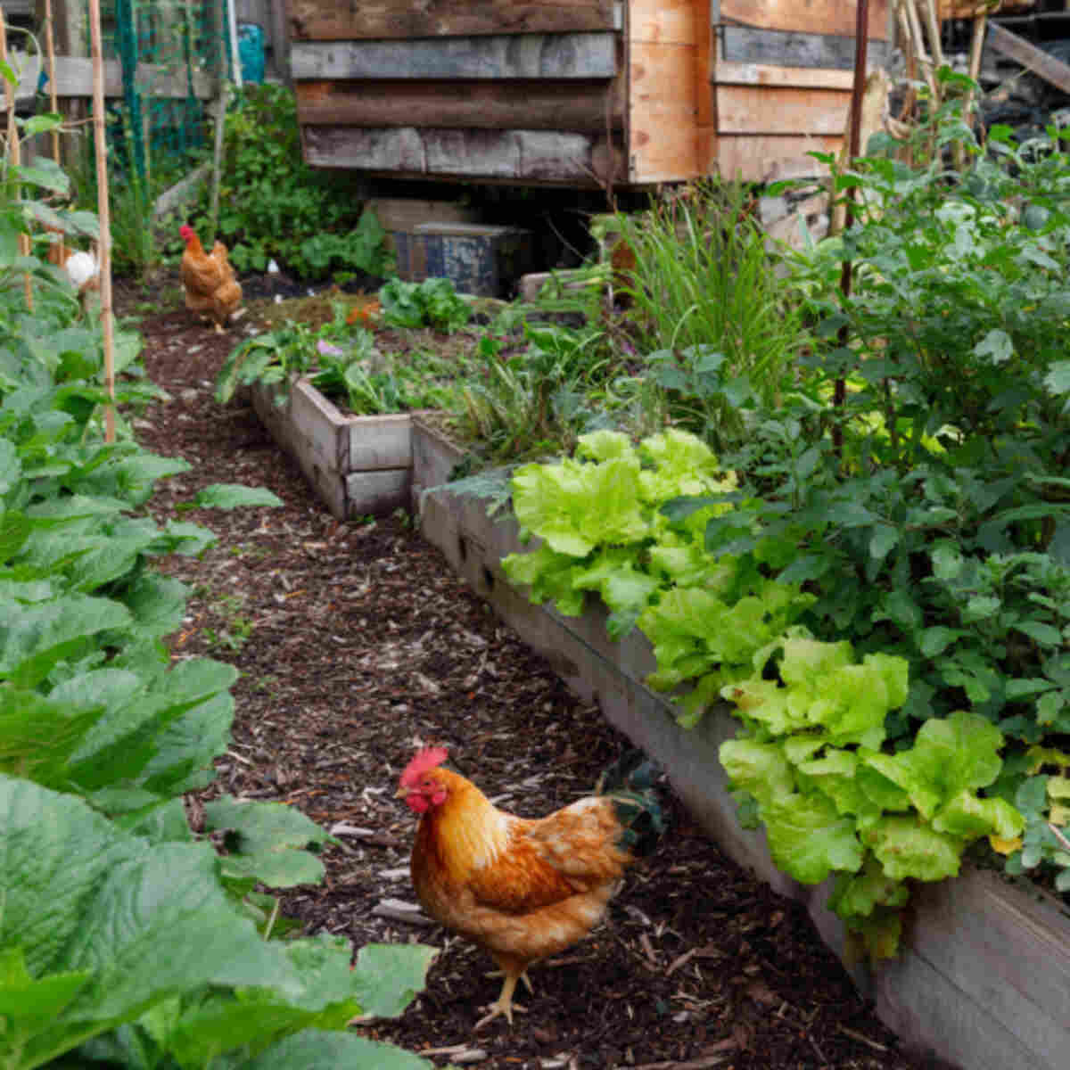 Chicken-Friendly Food Forest