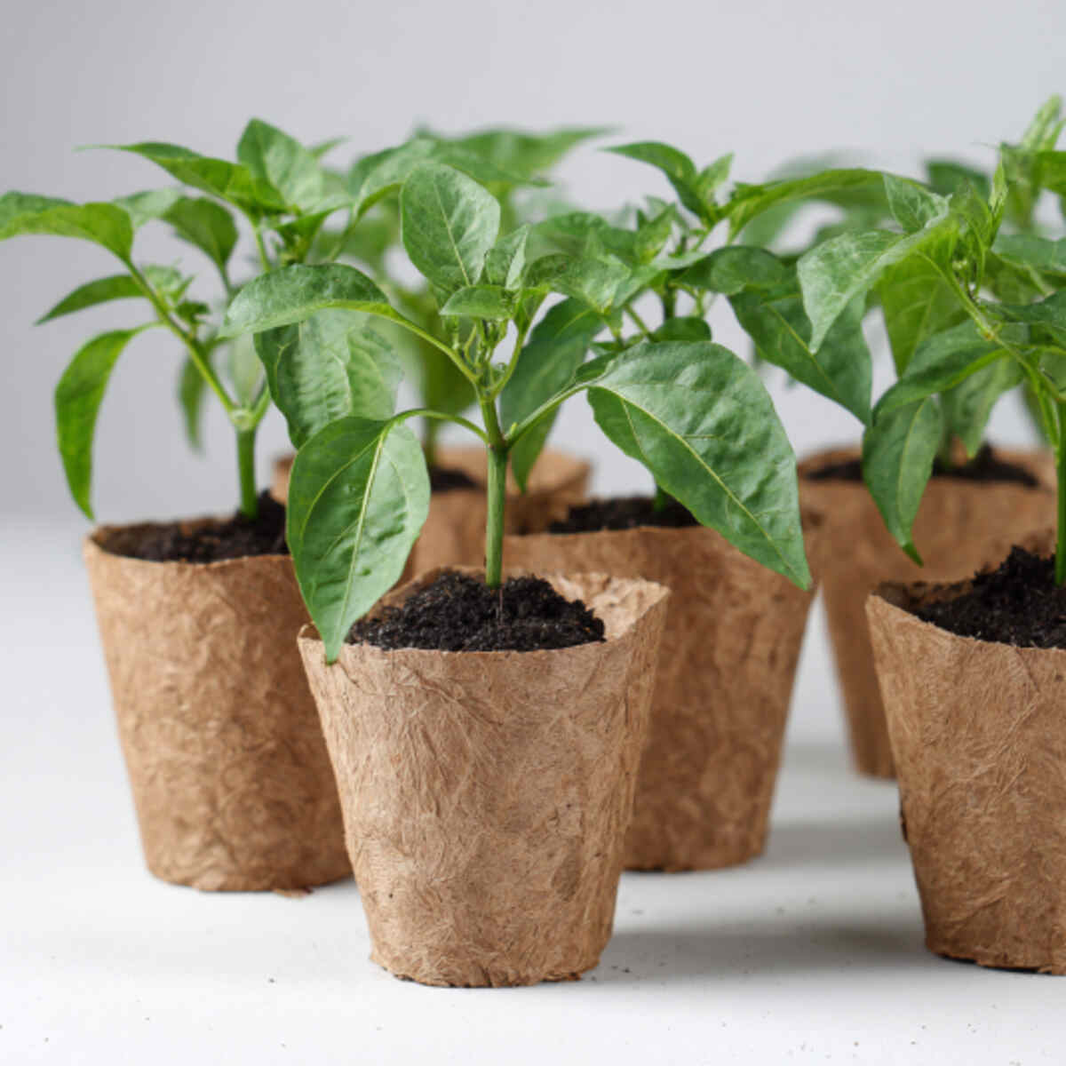 Chilli Peppers