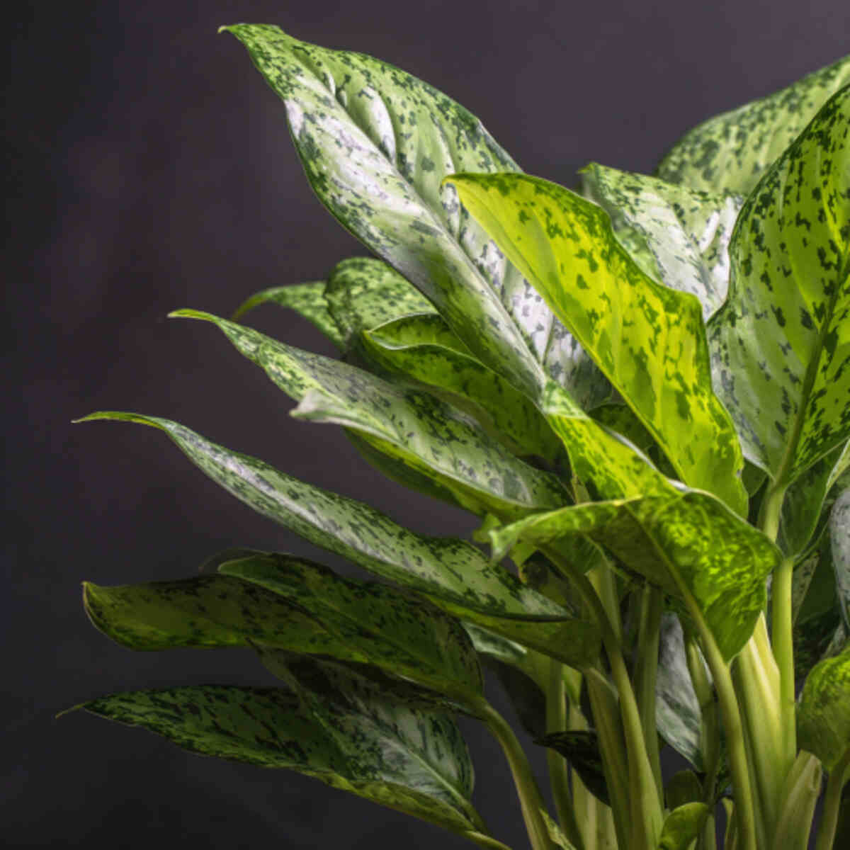 Chinese Evergreen 