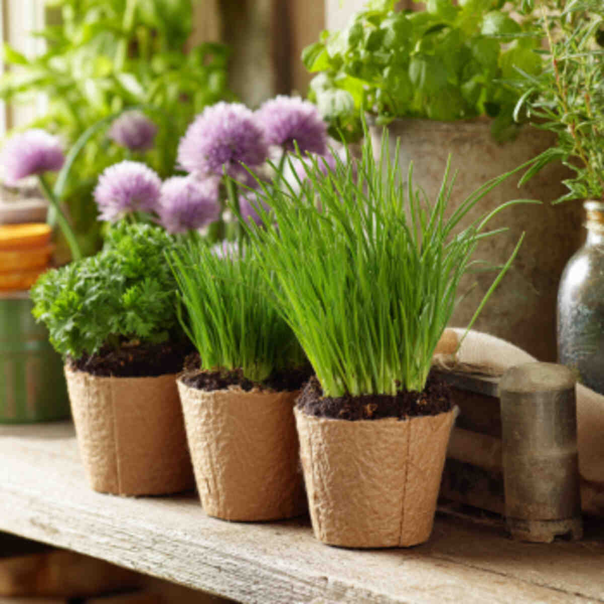 Chives and Parsley