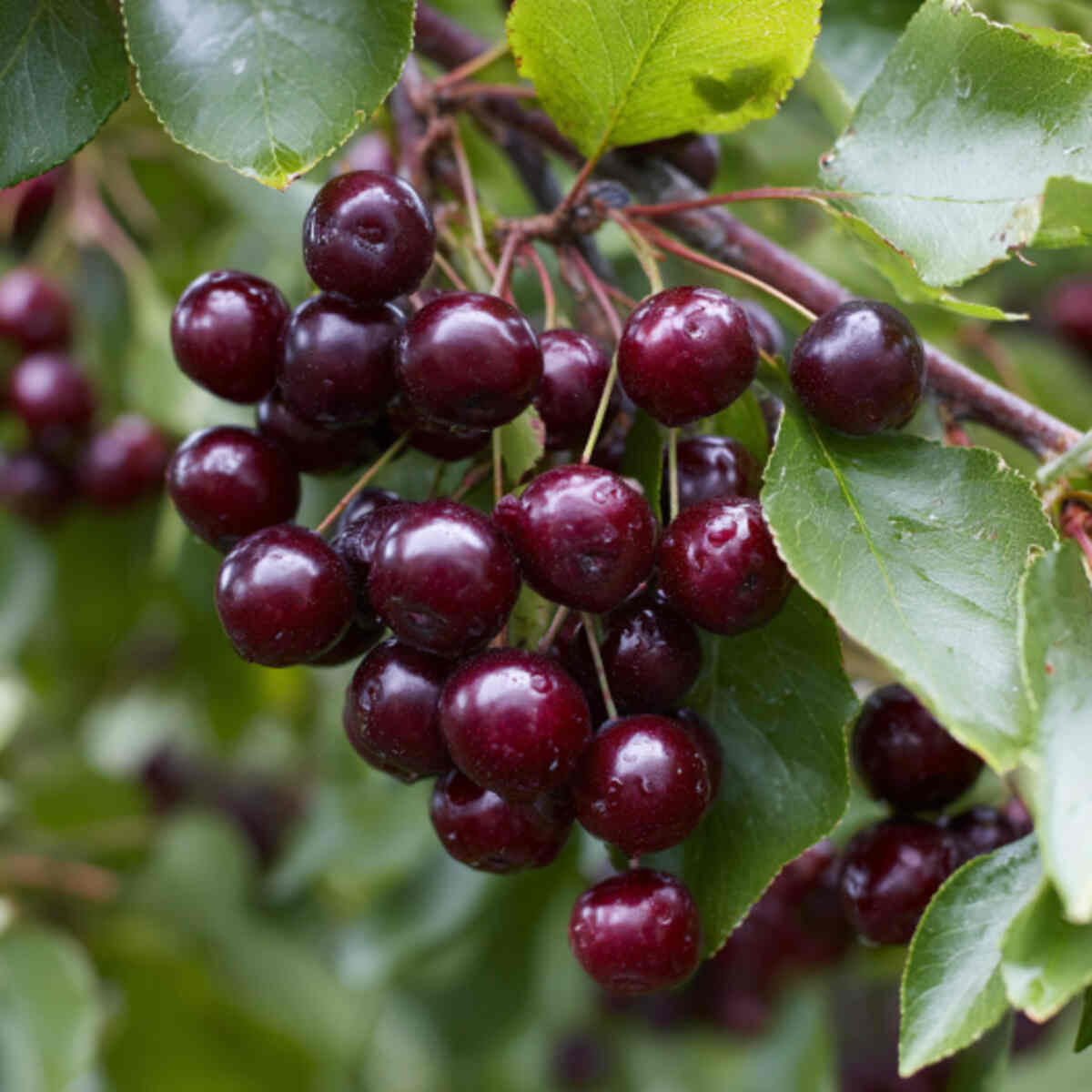 Chokecherry Trees