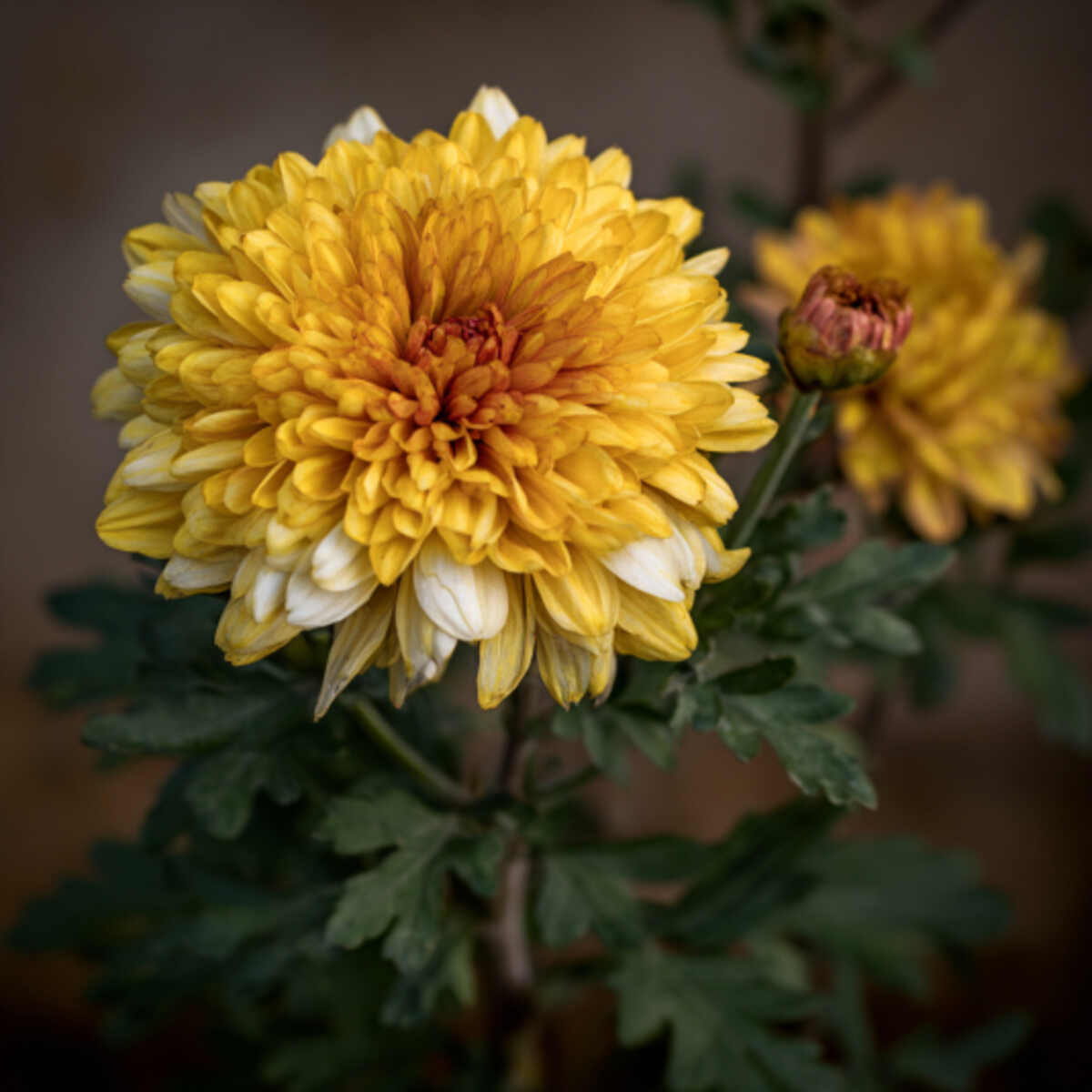 Chrysanthemum