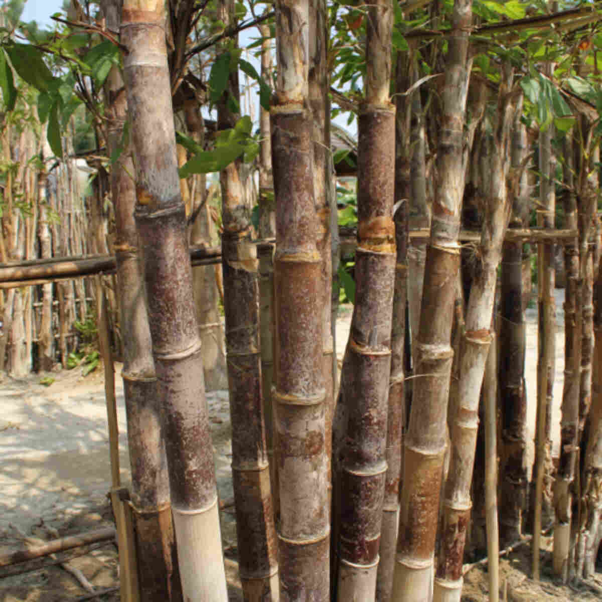 Coconut husk poles