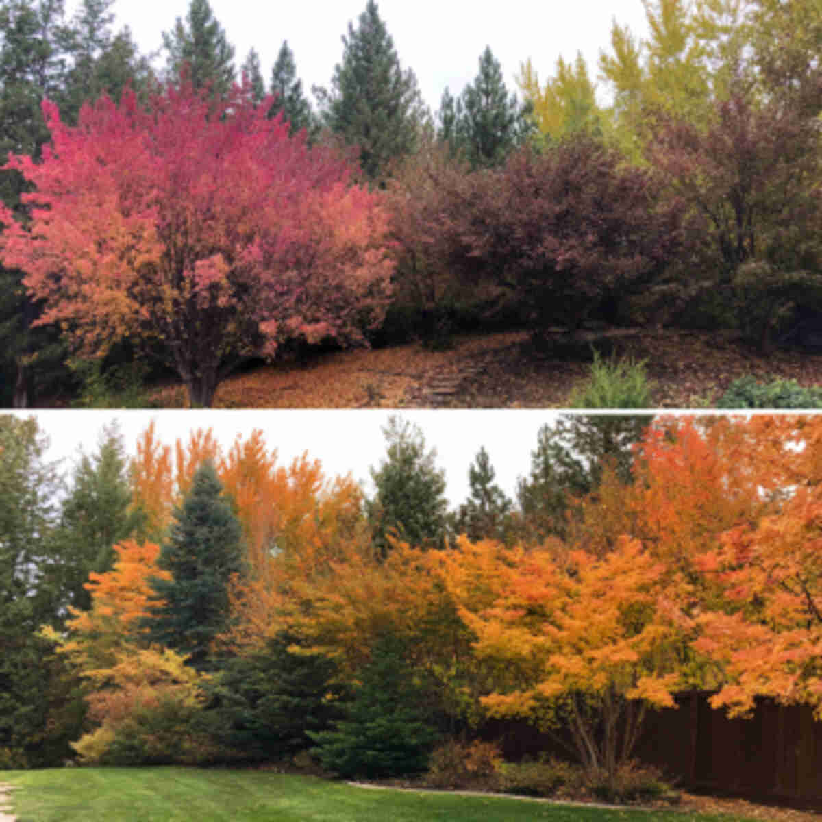 Color-Changing Tree and Shrub Grove
