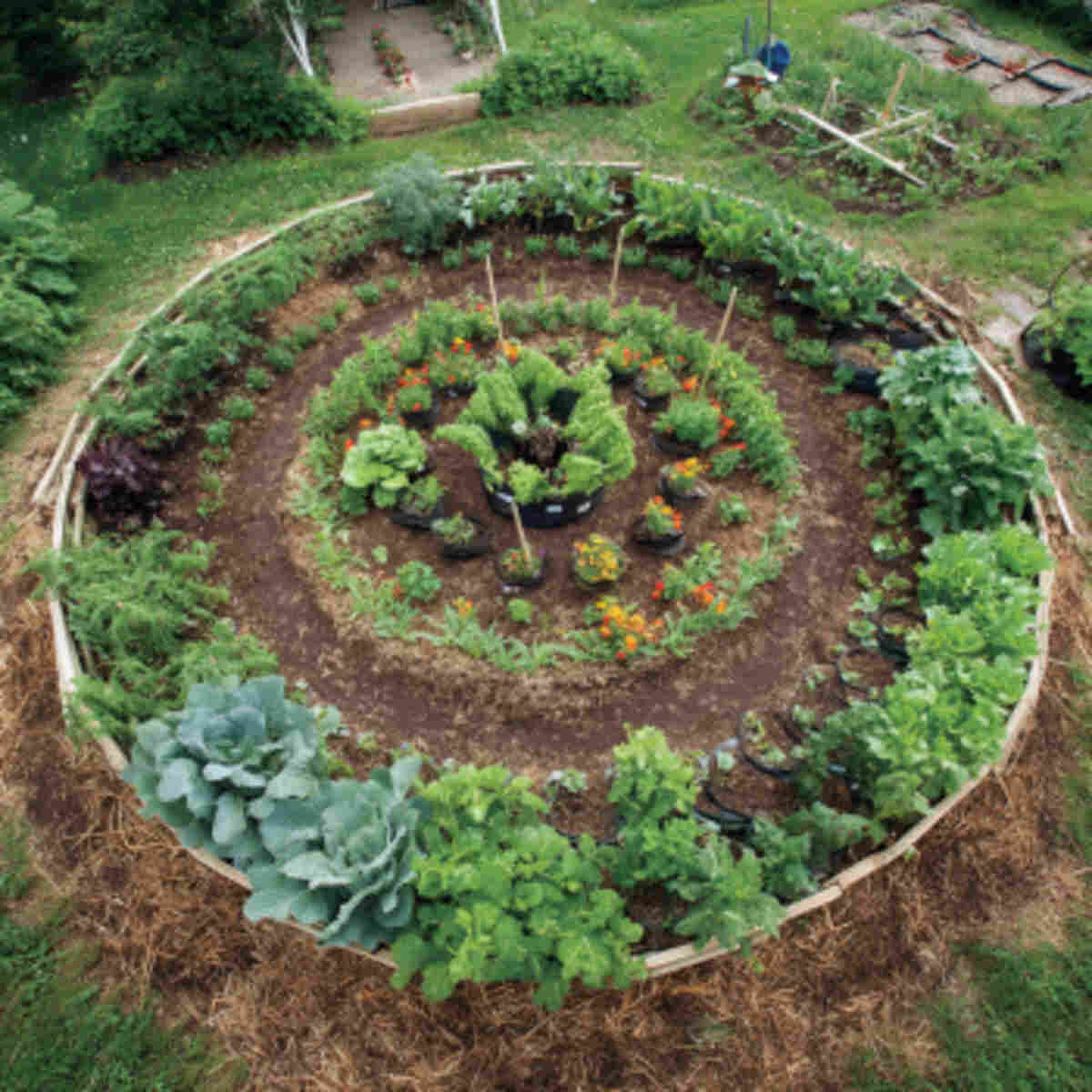 Companion Planting Circles with 