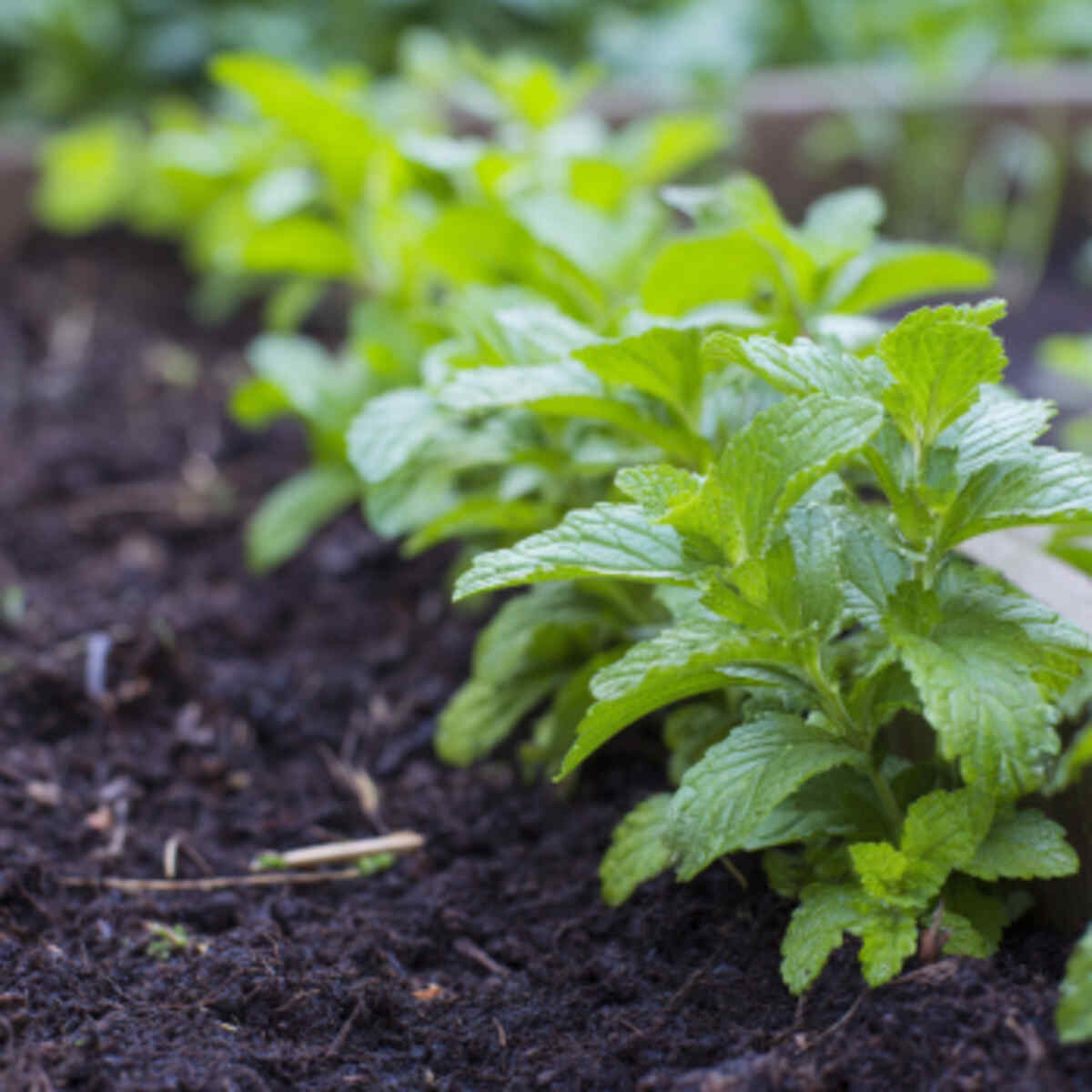 Companion Planting with Stevia and Mint