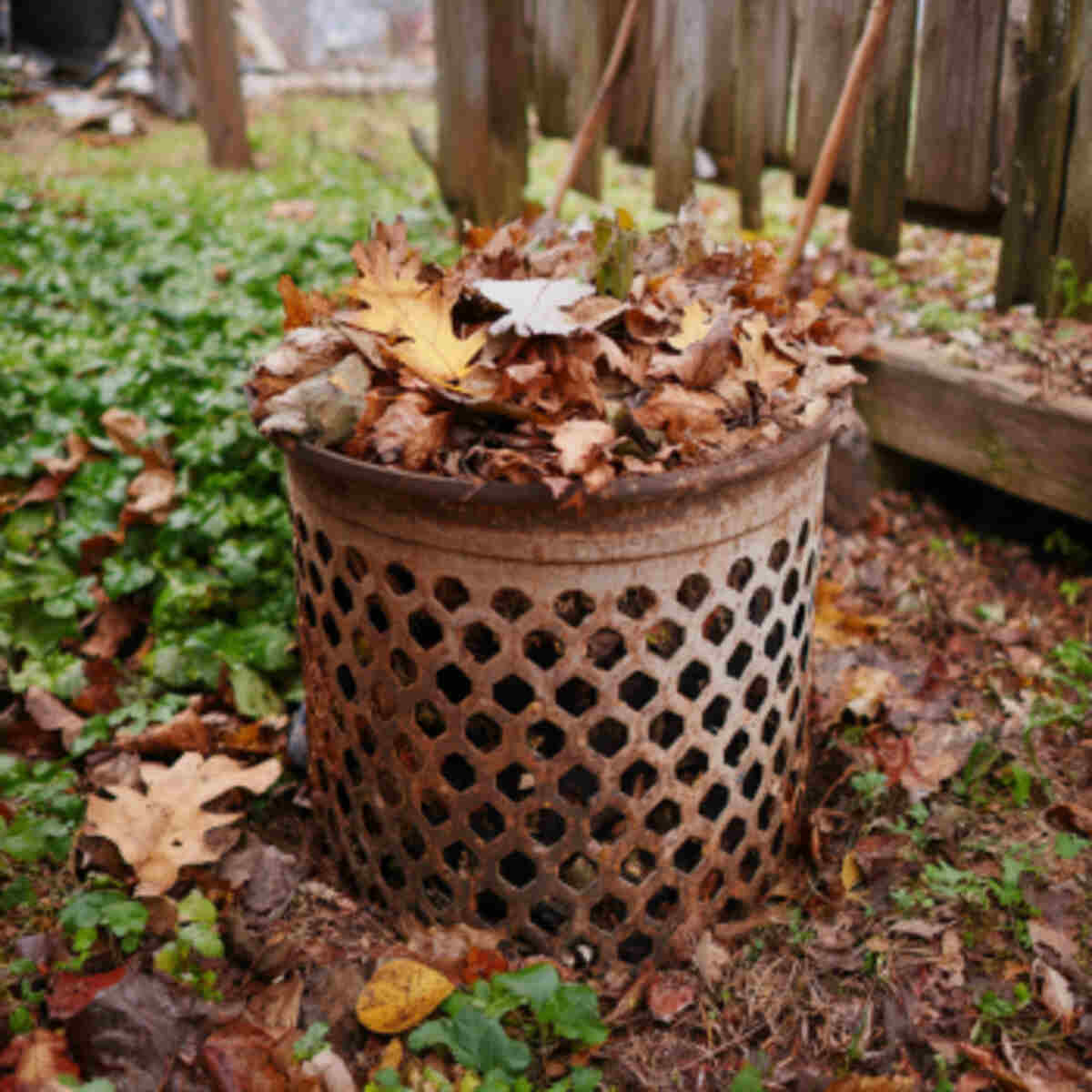Compost leaves in old garbage ca