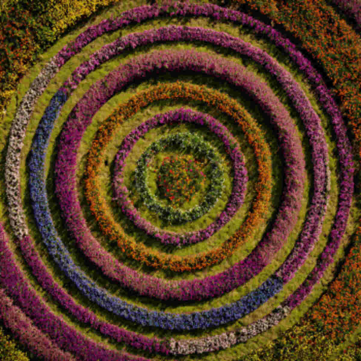 Concentric Rings of Different Flowers