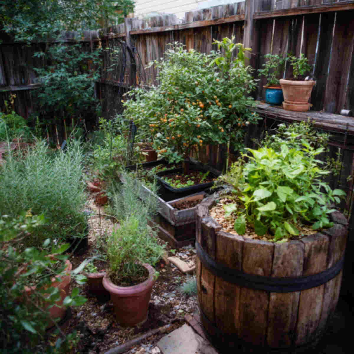 Container-Based Food Forest