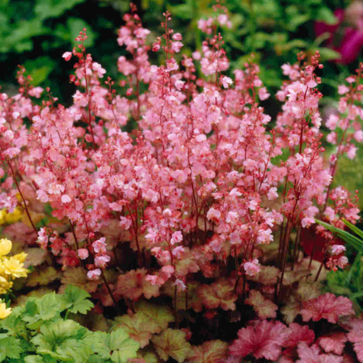 Coral Bells