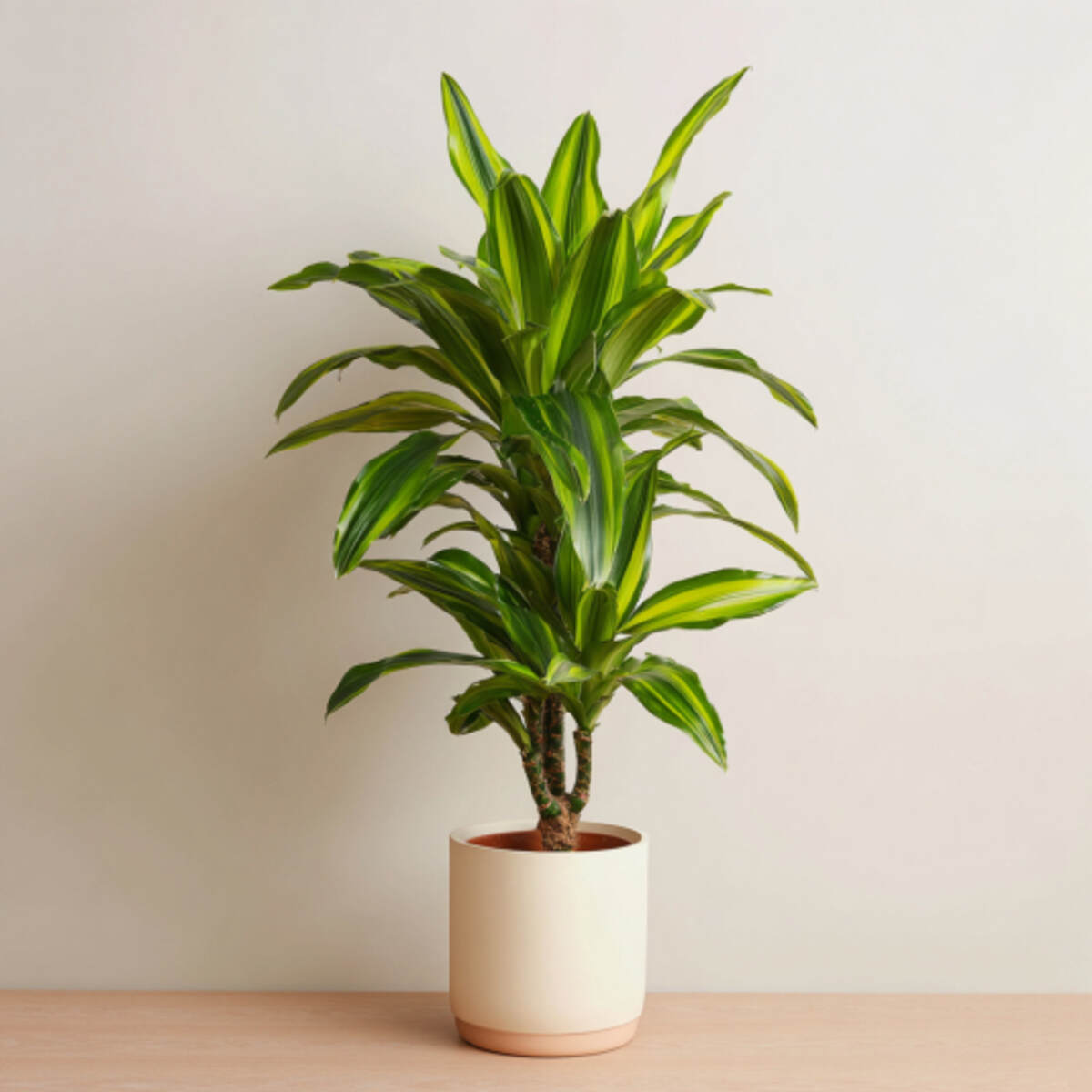 Corn Plant (Dracaena fragrans)