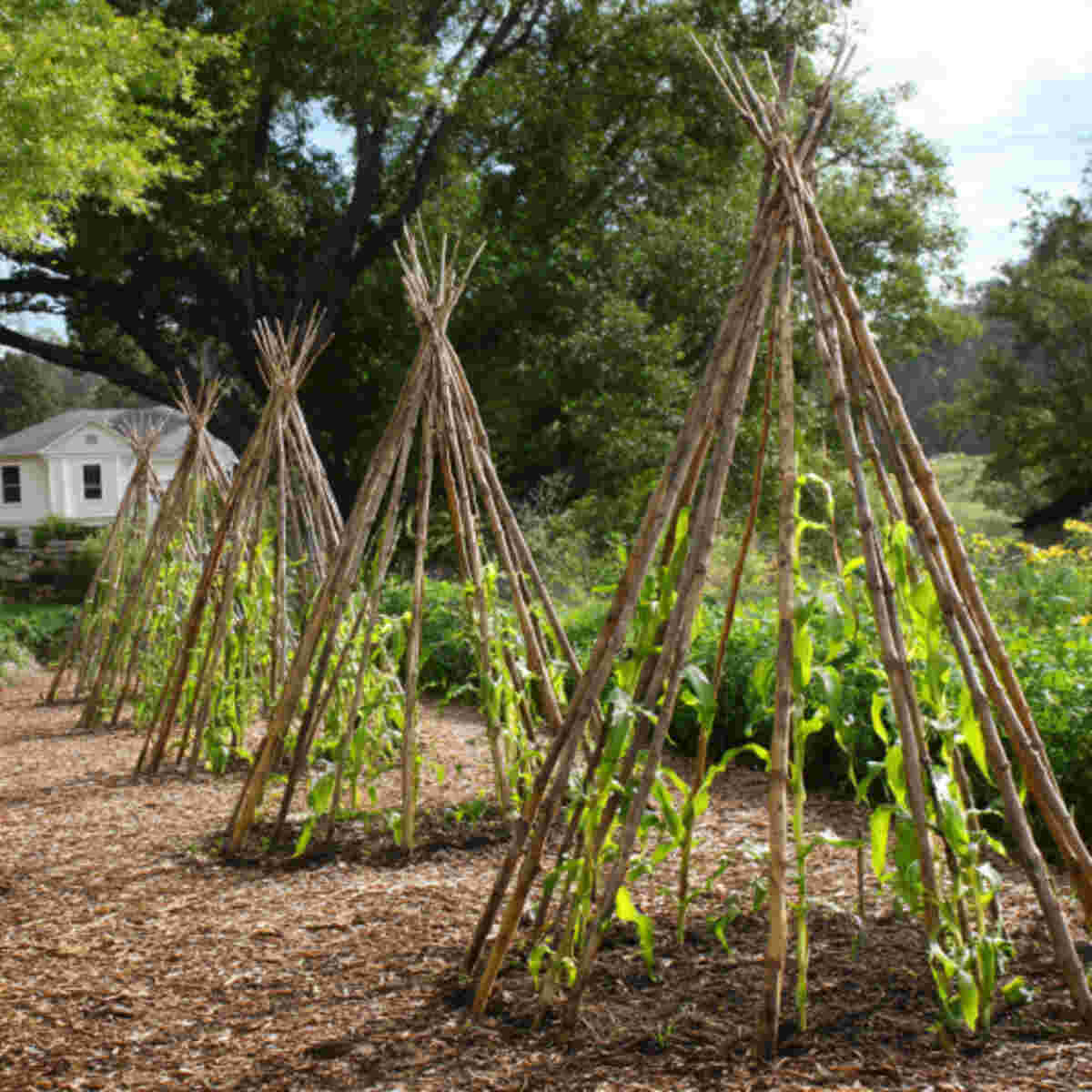 Cornstalk teepees