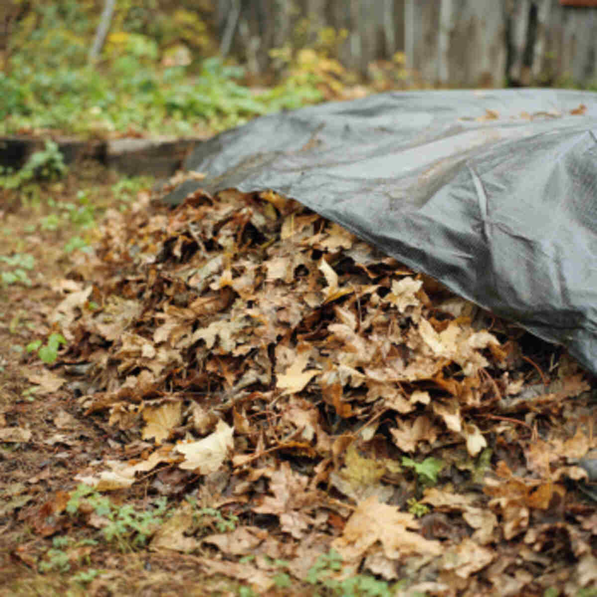 Covered leaf pile with tarp for 
