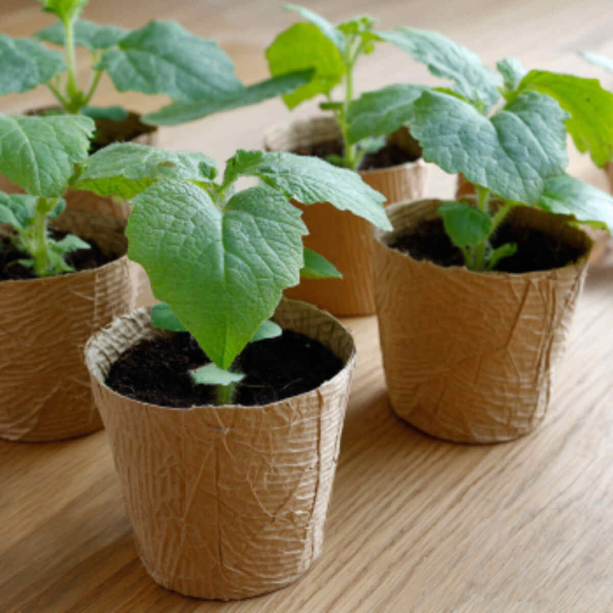Cucumber Starts